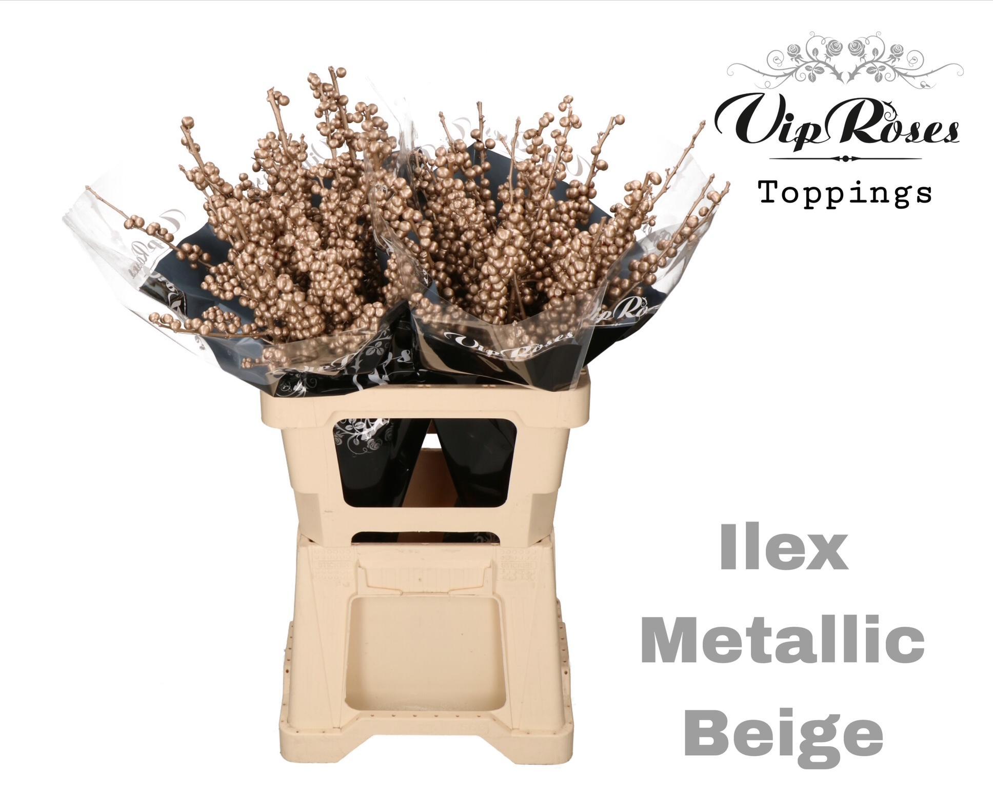 Ilex Dyed Frosty 60cm