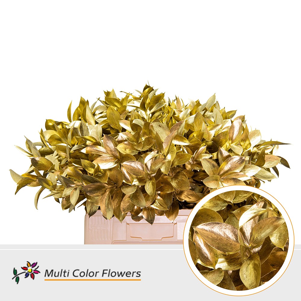 Ruscus Painted Hypophyllum Gold 60cm