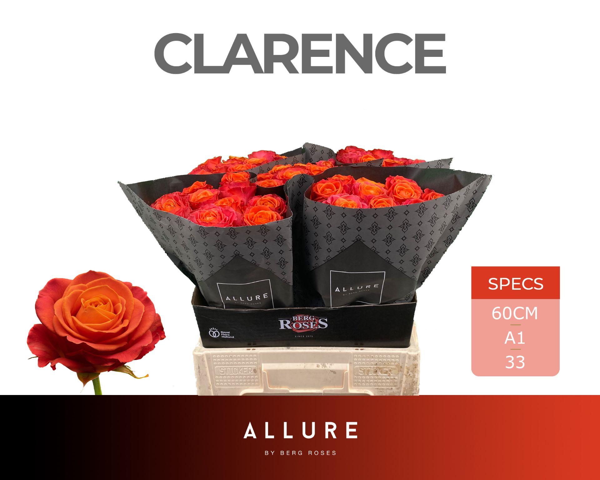 Rosa Clarence+ 60cm