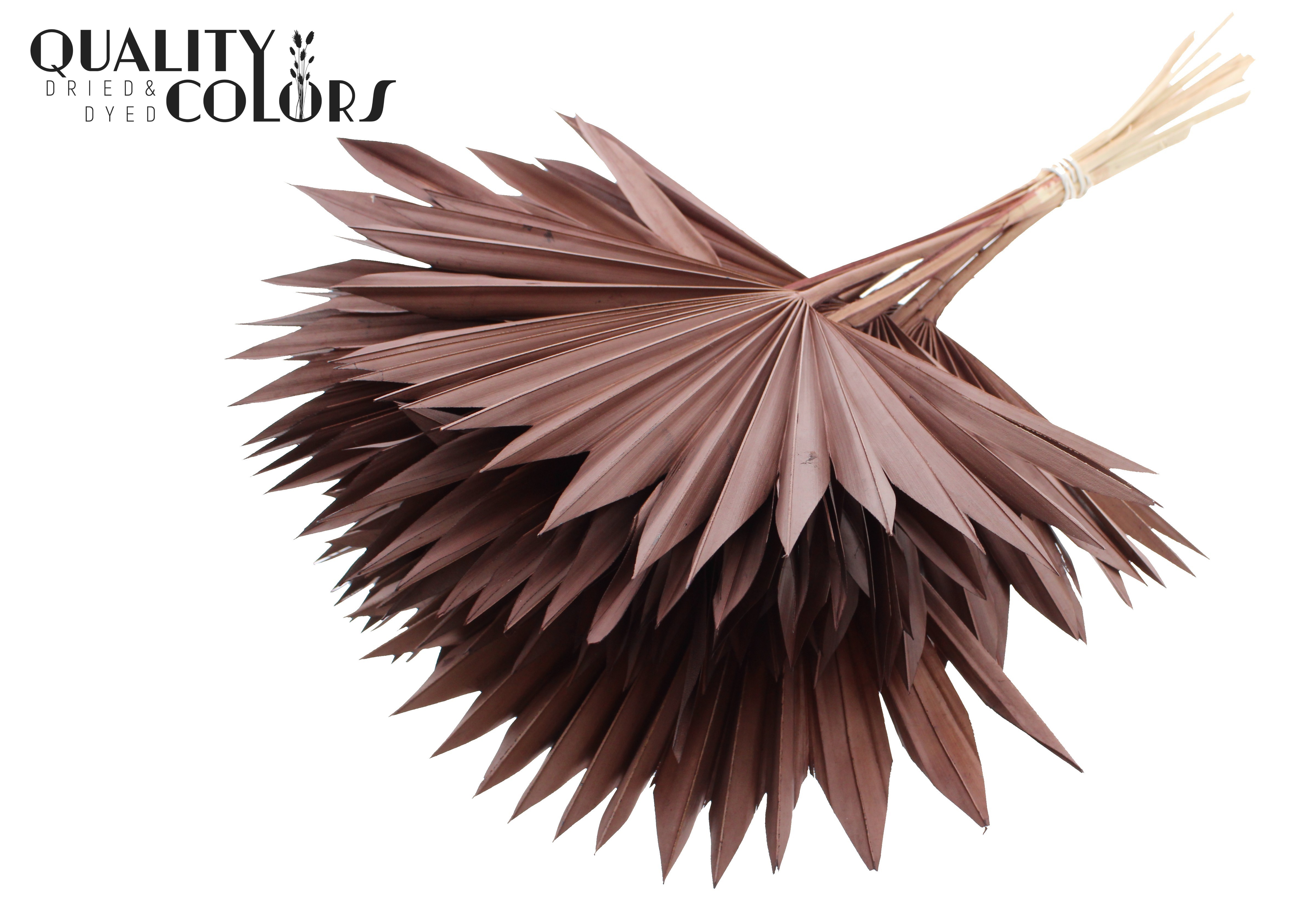 Palm Spear Brown 50cm