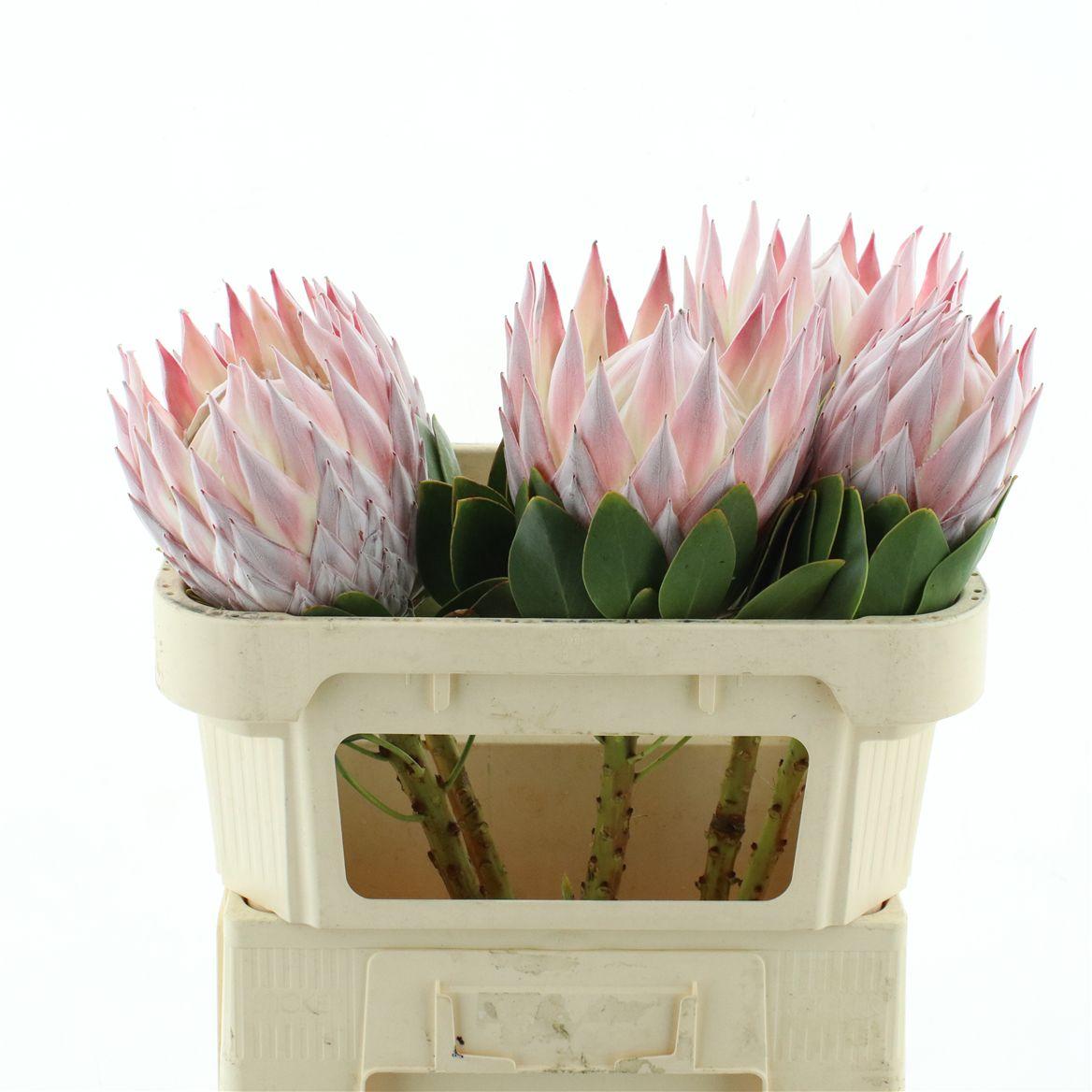 Protea Cy Grande X X L