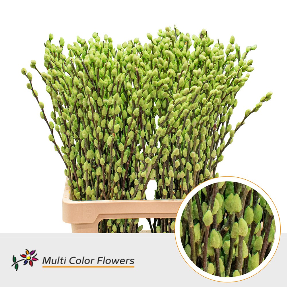 Salix Snow Flake Painted Mint 70cm