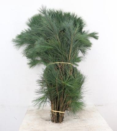Pinus Strobus 80cm