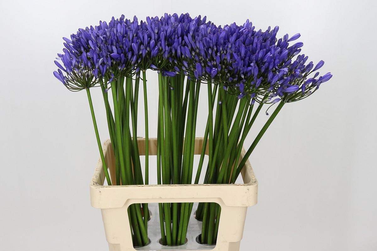 Agapanthus Uri