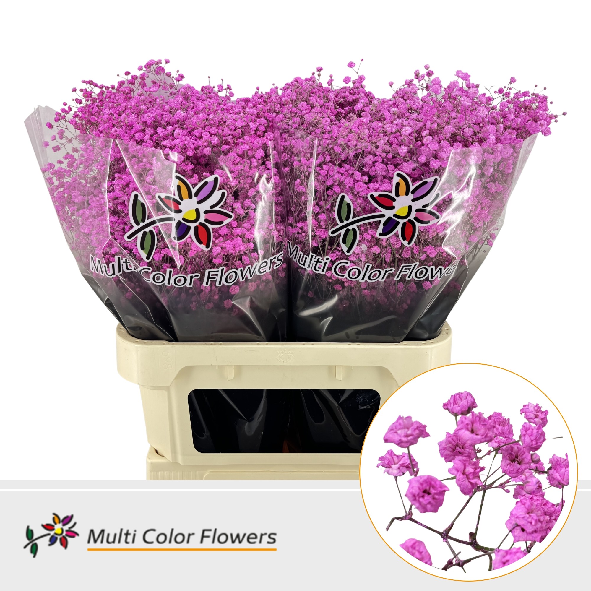 Gypsophila Painted Xlence Pink Lady 80cm