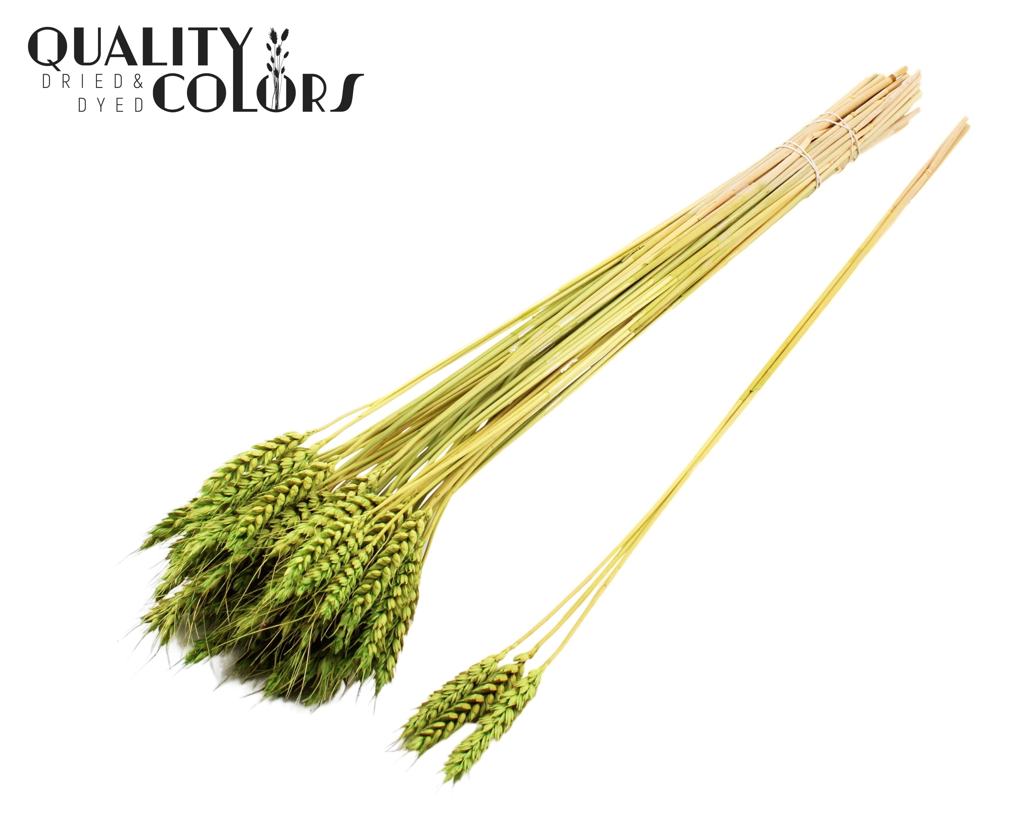 Trititcum Light Green Per Bunch 55cm