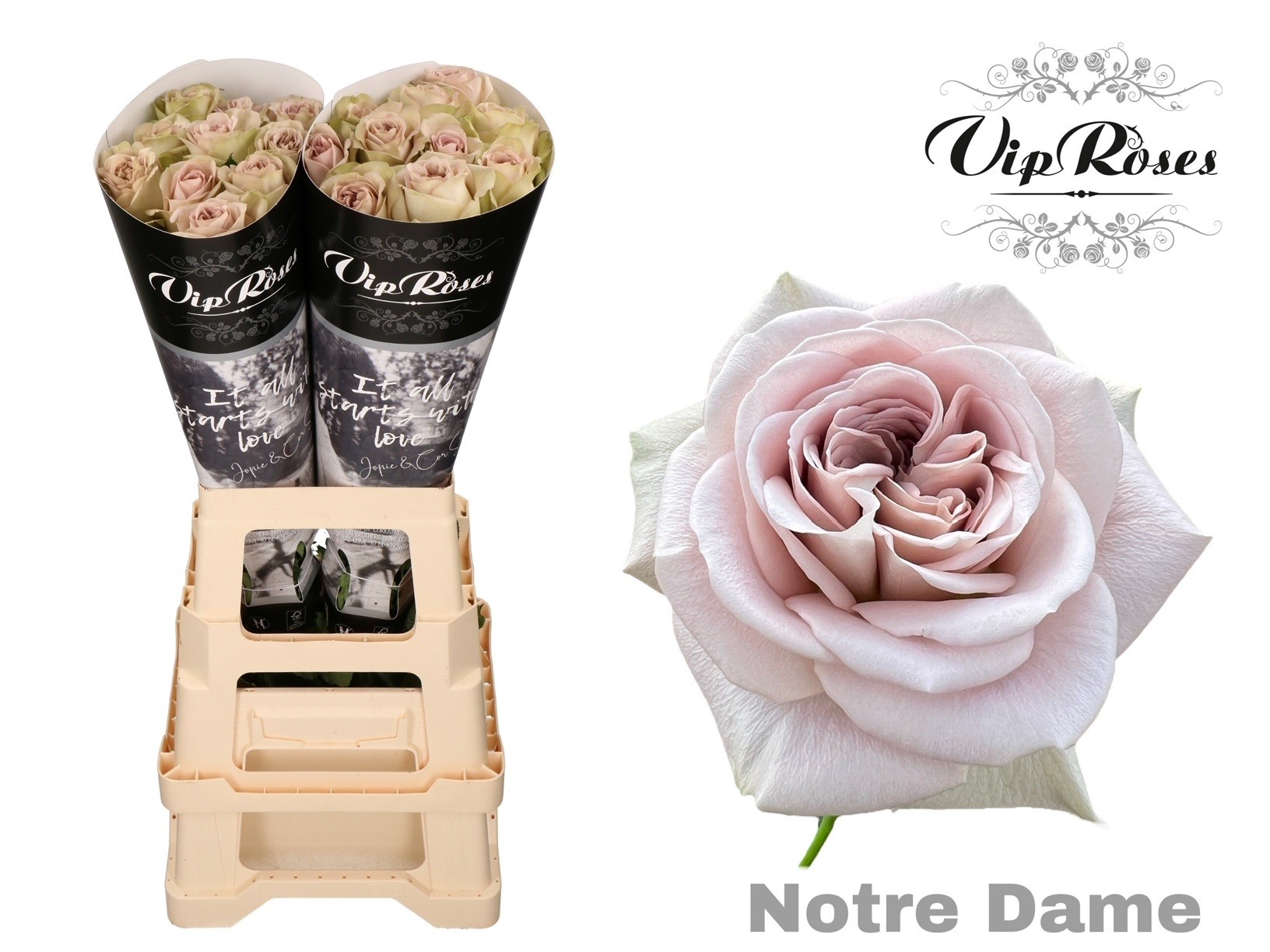 R Gr Notre Dame+ X20 70 cm