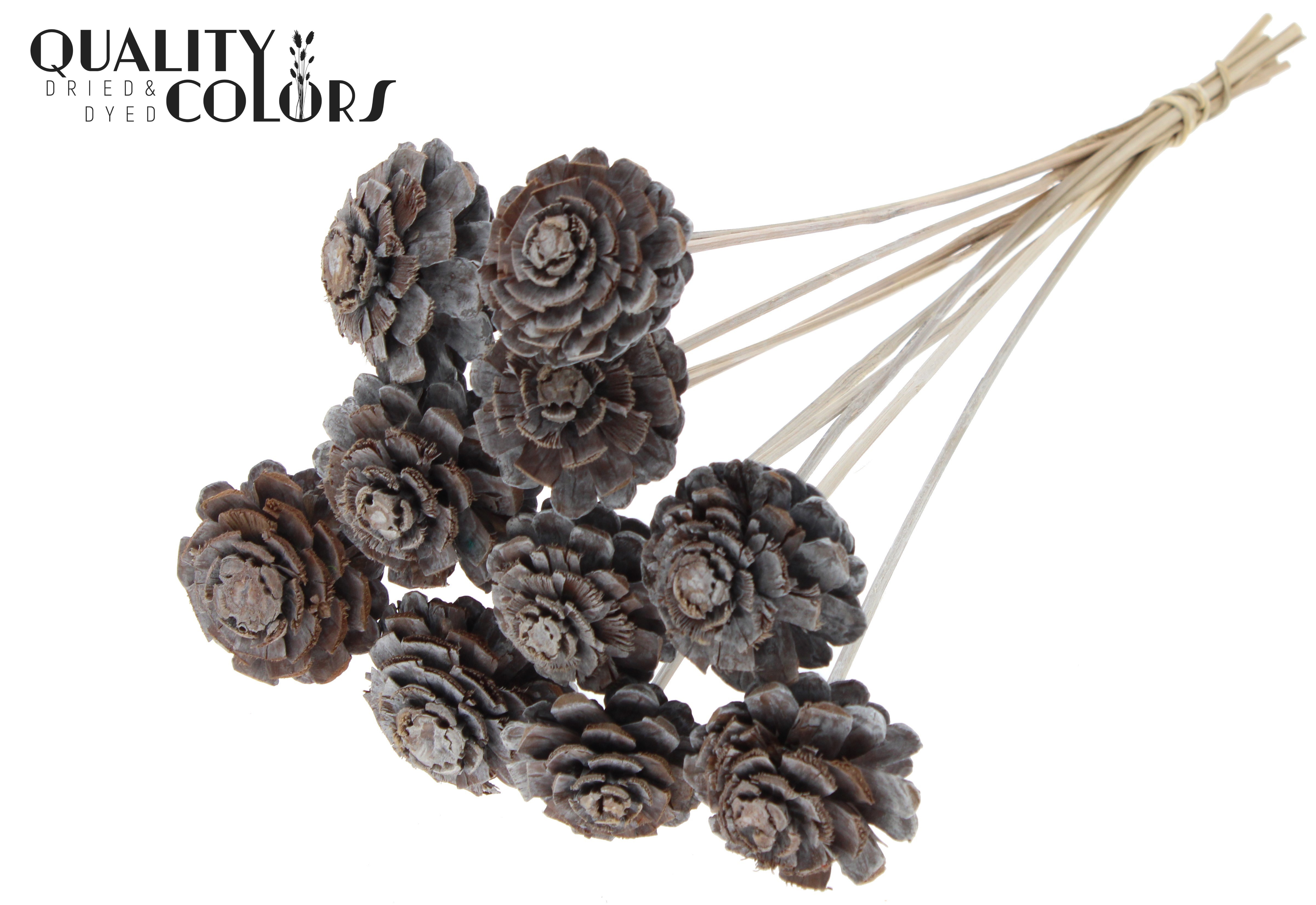 Pine Cone Frosted White 50cm