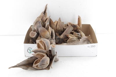 Arr3 Ad Sororoca Penga Heads