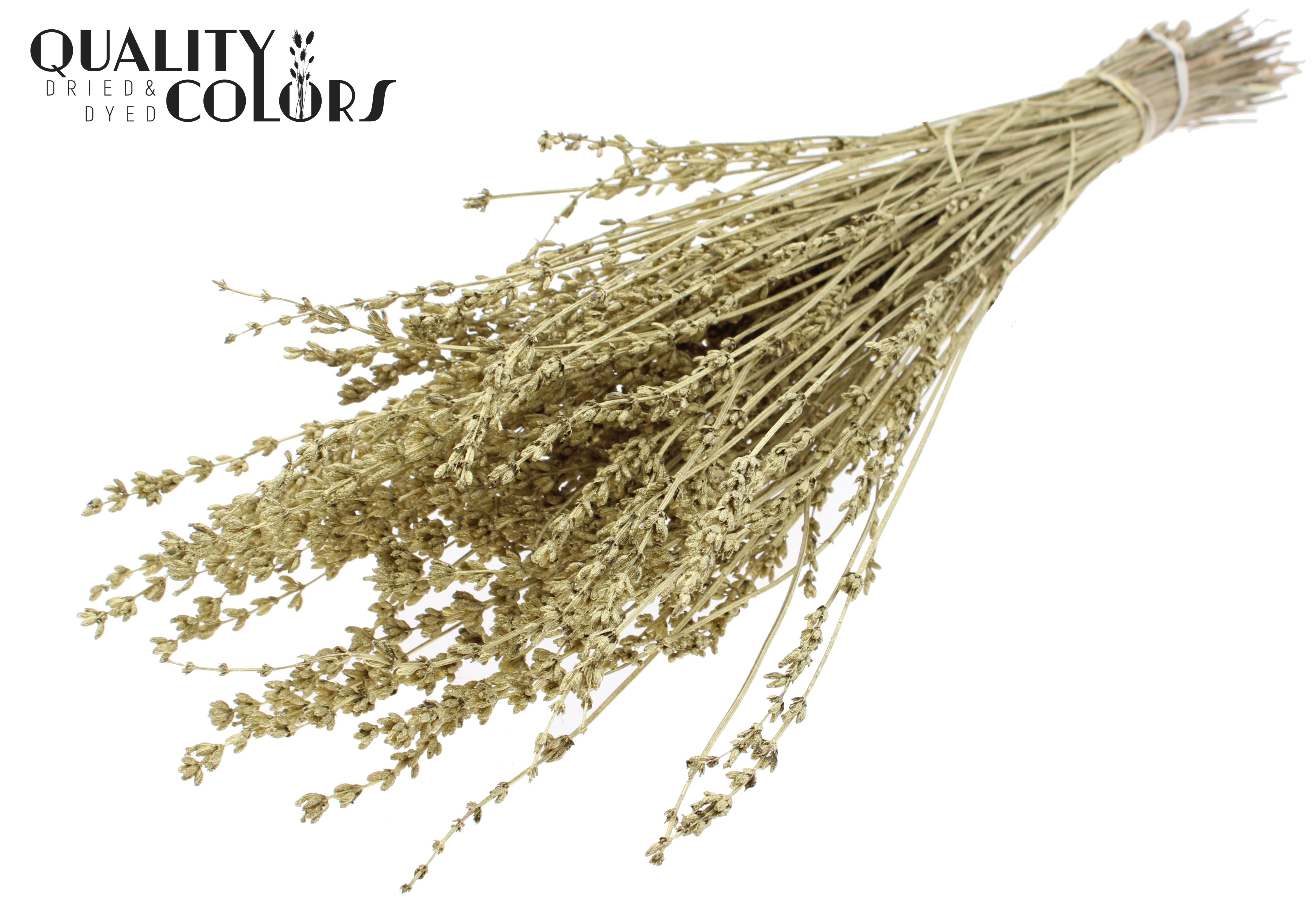 Lavandula Gold Per Bunch 50cm