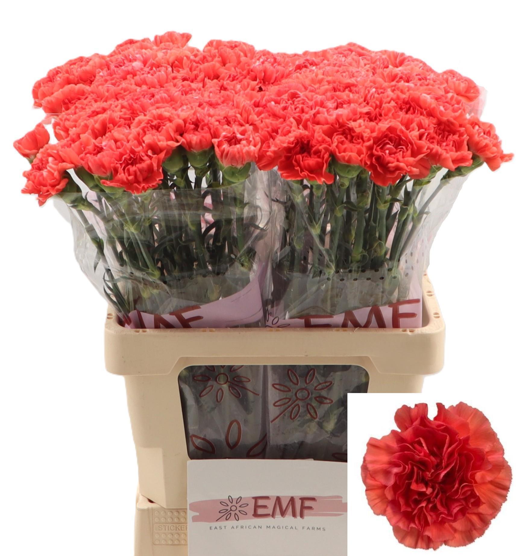 Dianthus St Caroline 60cm