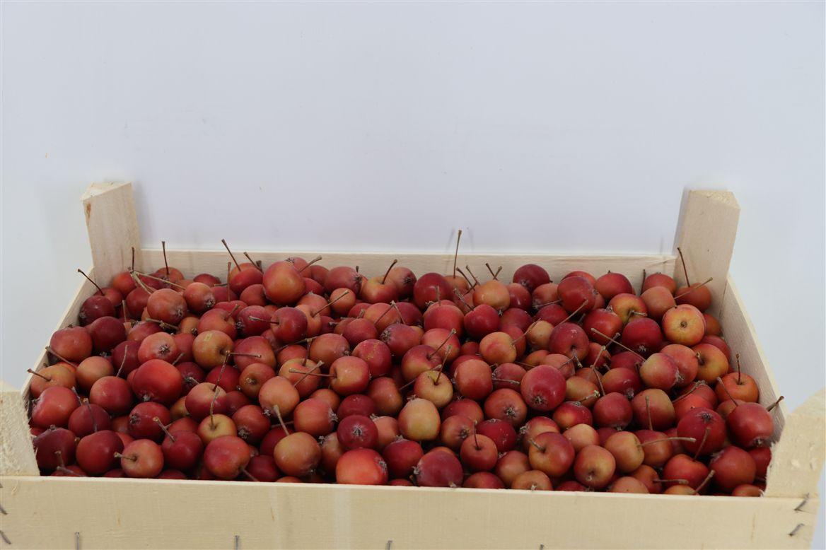 Sier Malusappel Red 5 Kg P Box