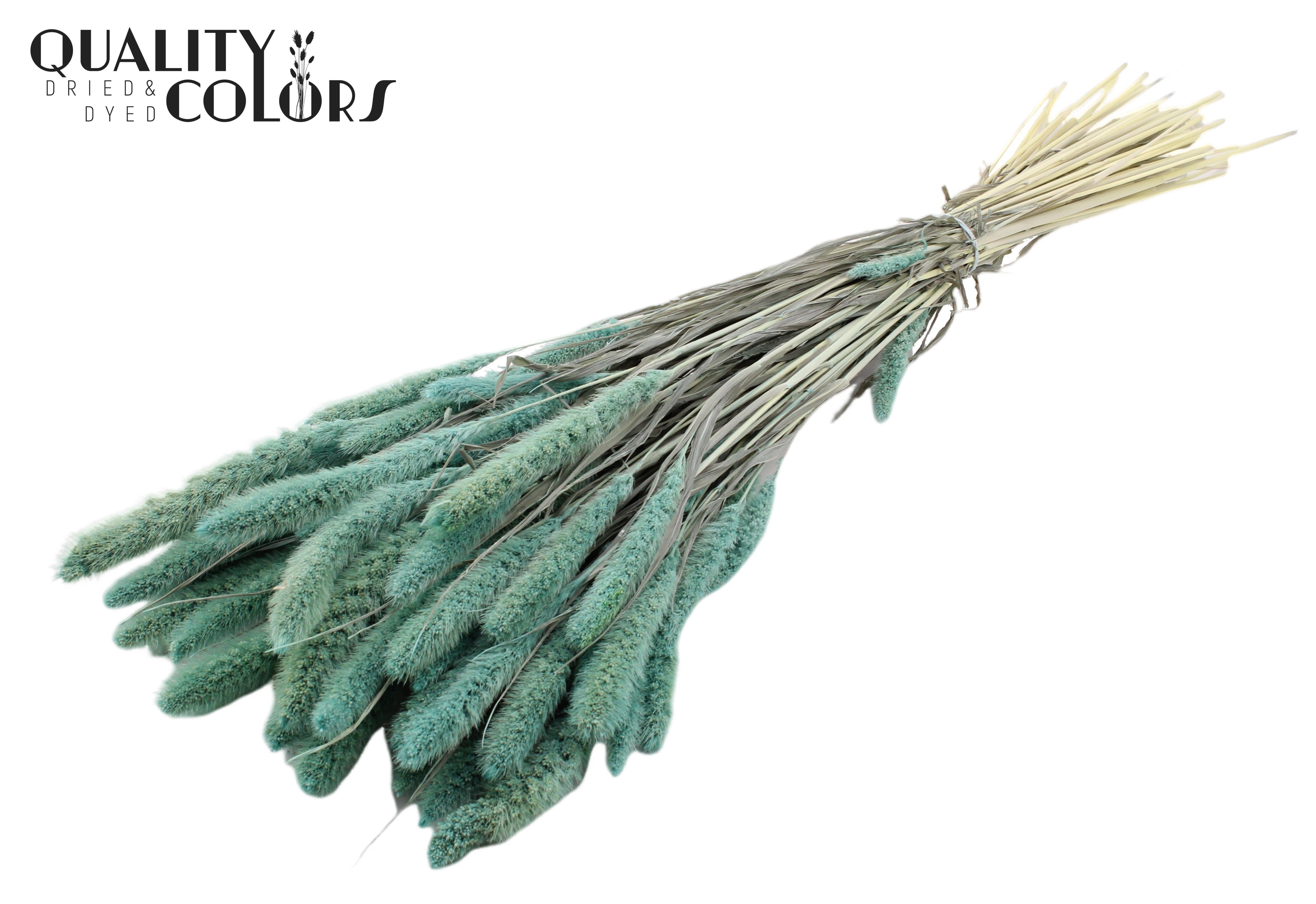 Setaria Intense Frosted Light Blue Per Bunch 70cm