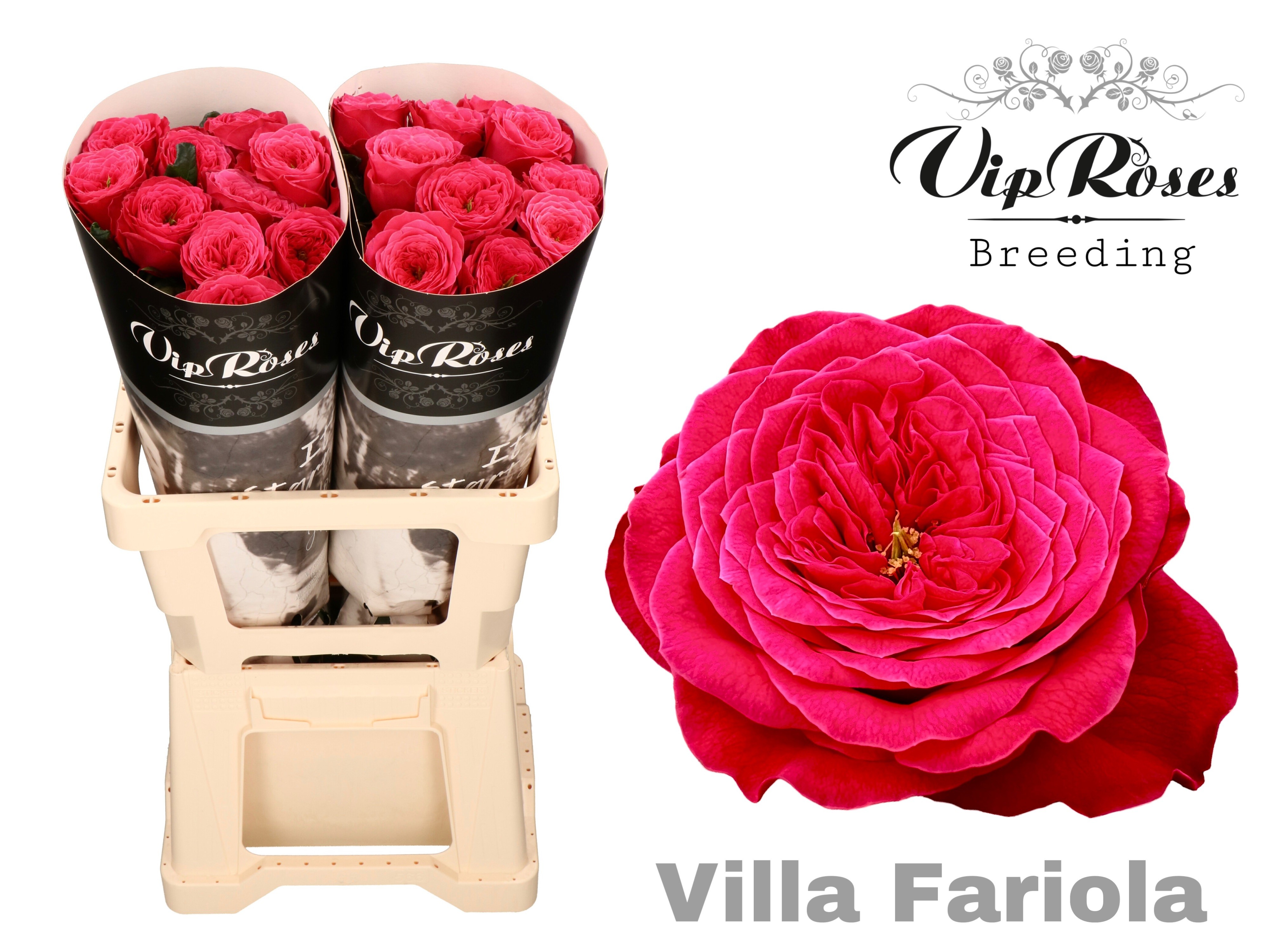 R Gr Villa Fariola 60cm