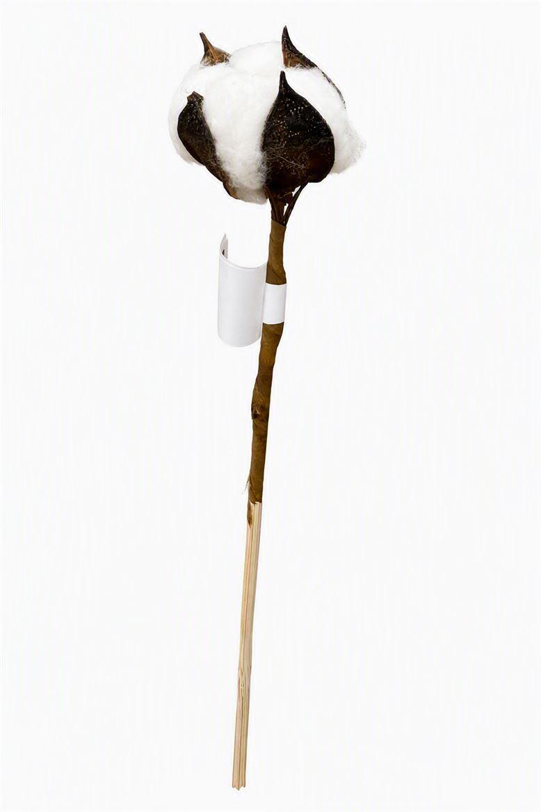 Dried Cotton On Stem 50cm White Single