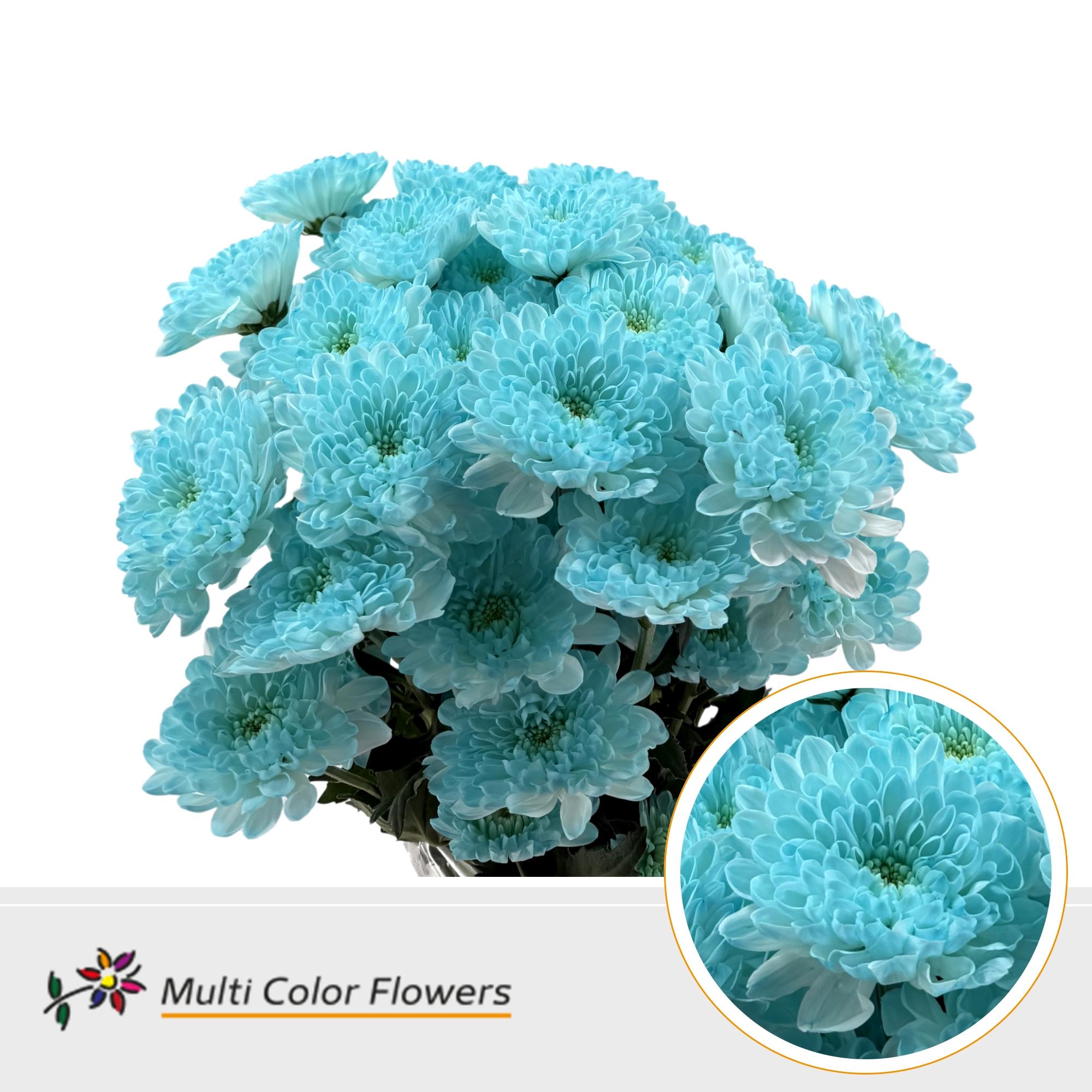 Chrysanth Spray Painted Altaj Light Blue 60cm