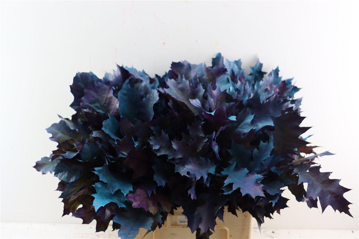 Quercus Rubra Fr Joker Spray