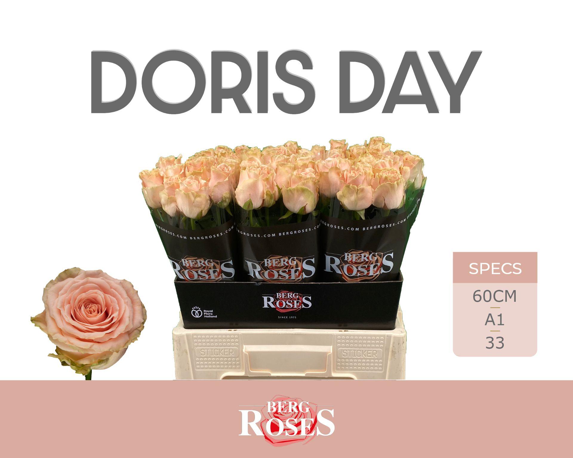 Rosa Doris Day 60cm