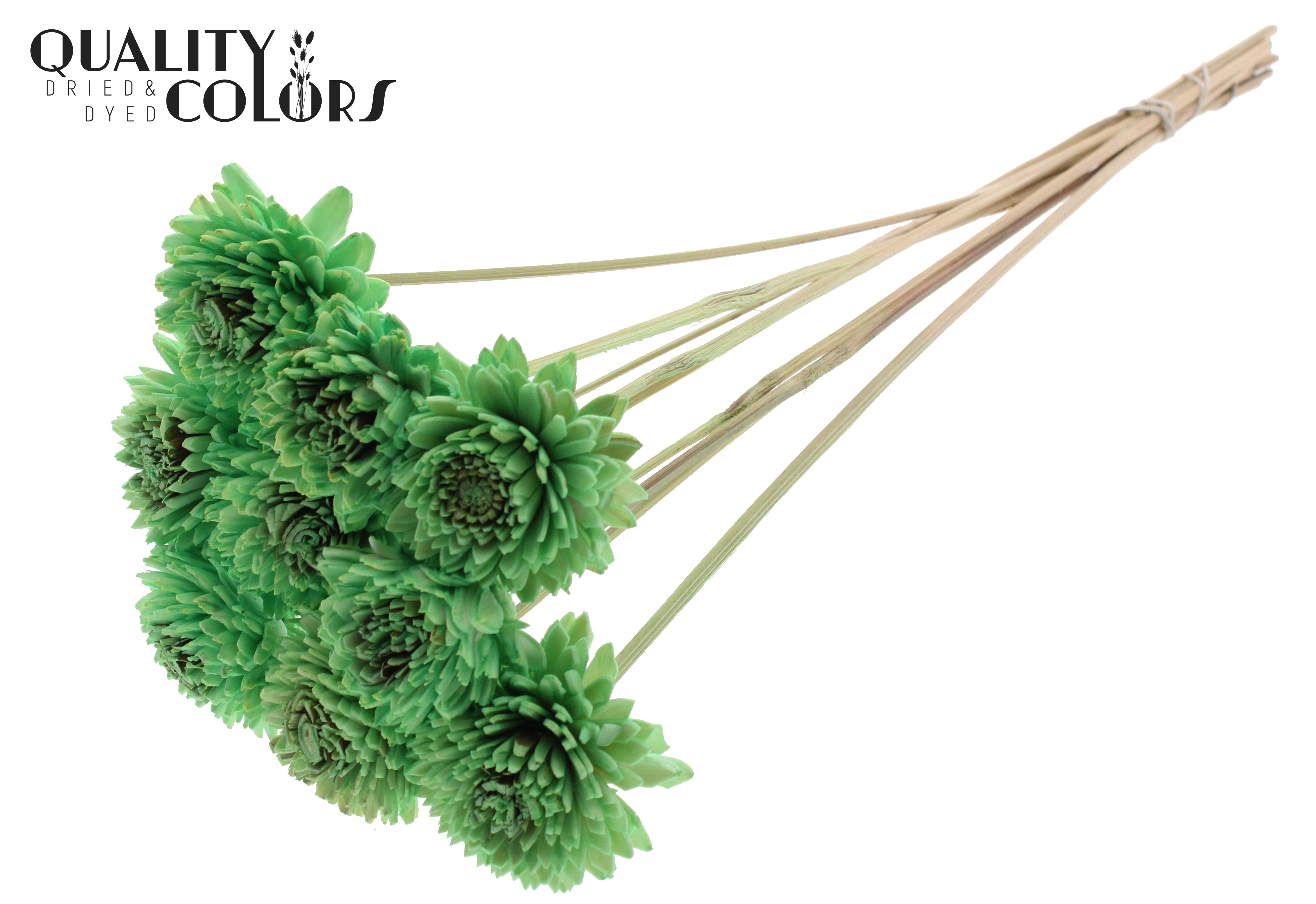 Shola Zinia Mint Green 50cm