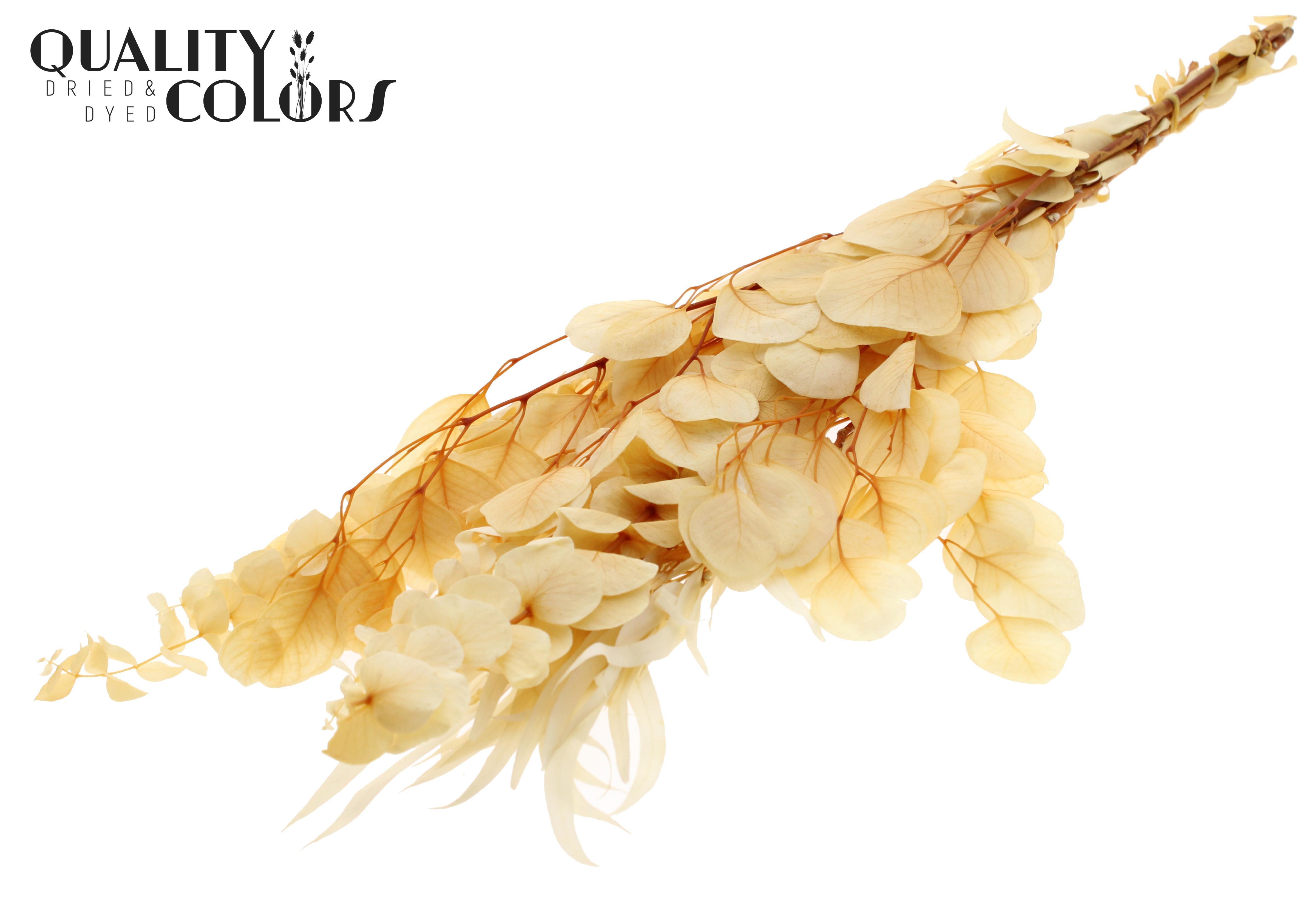 Eucalyptus Bleached Mix Per Bunch 65cm 150gr.
