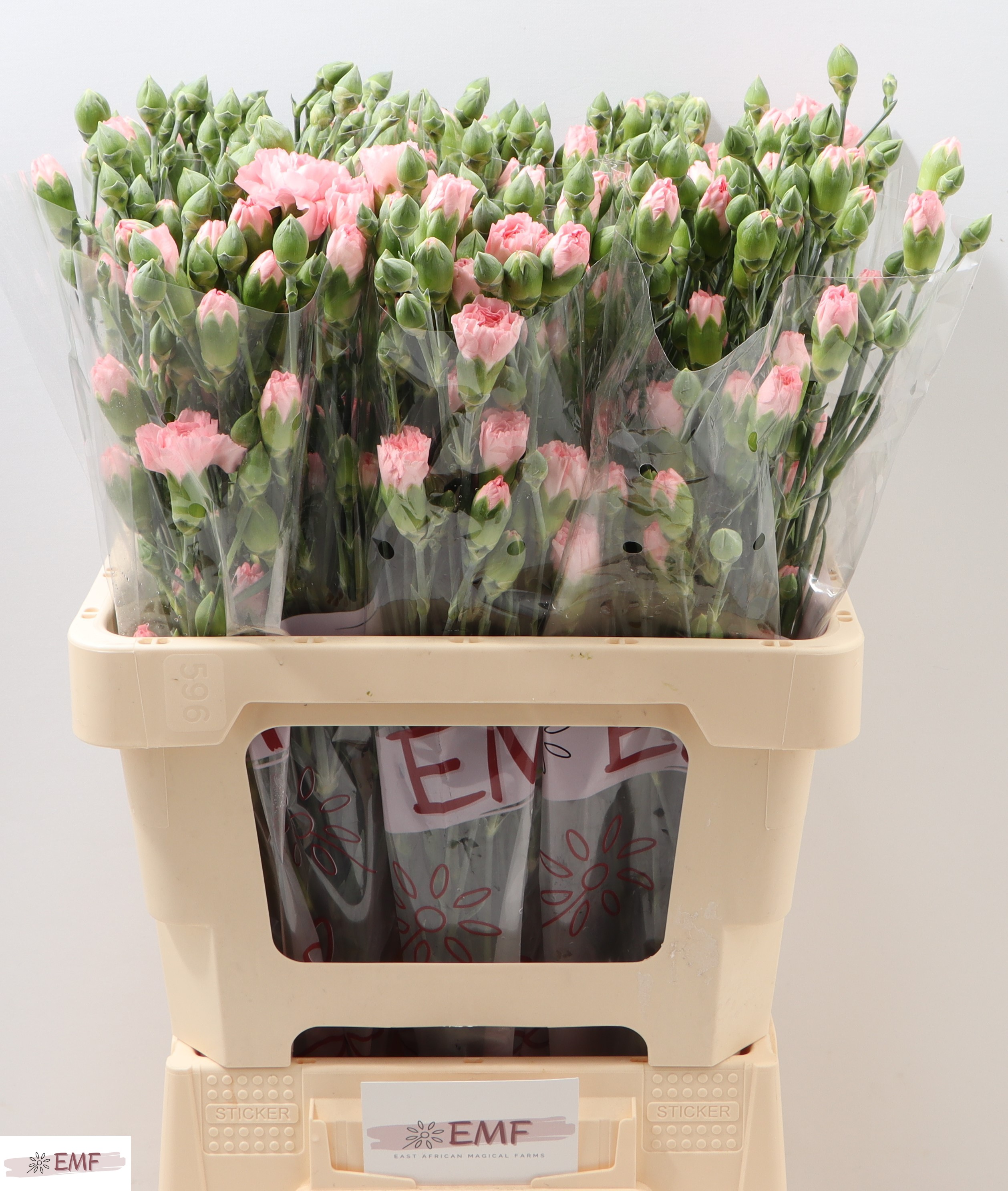 Dianthus Spray Doobadoo 60cm