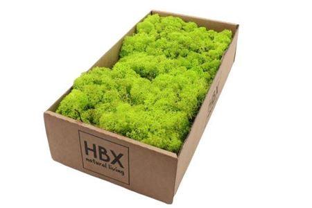 Moss Reindeer Moss 500gr May Green