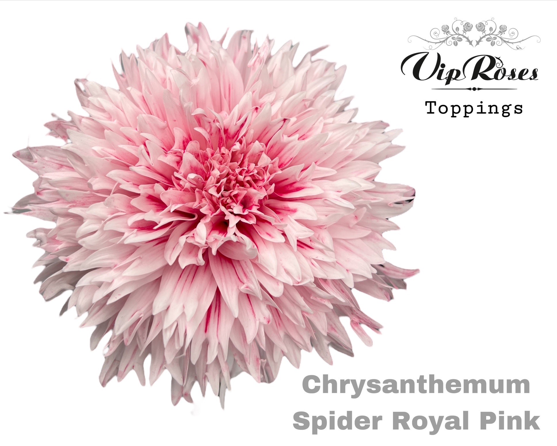 Chr G Spider Royal Pink 70 cm
