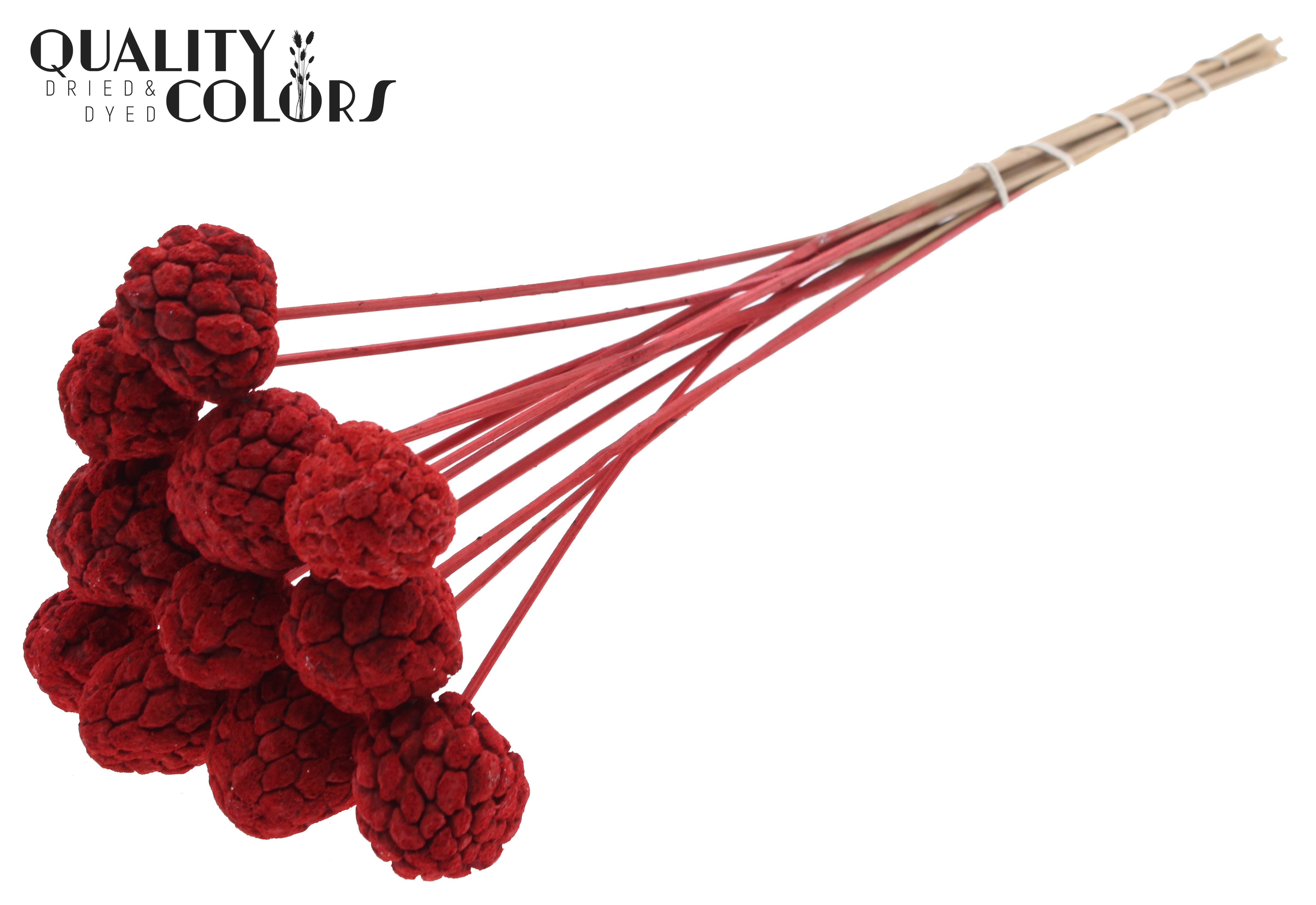 Atta Fruit Intense Red 50cm