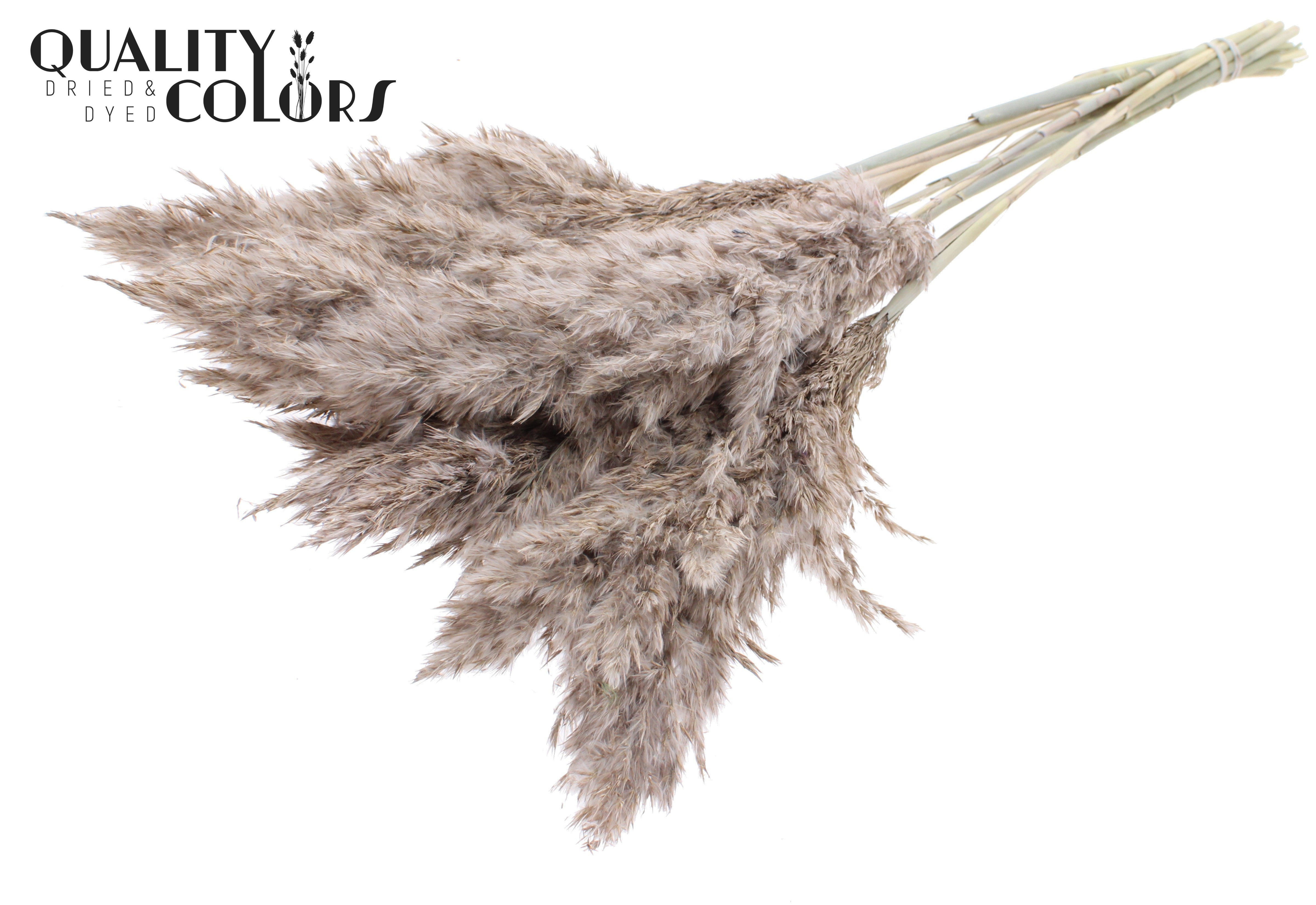 Pampas Grass Frosted White Per Bunch 70cm