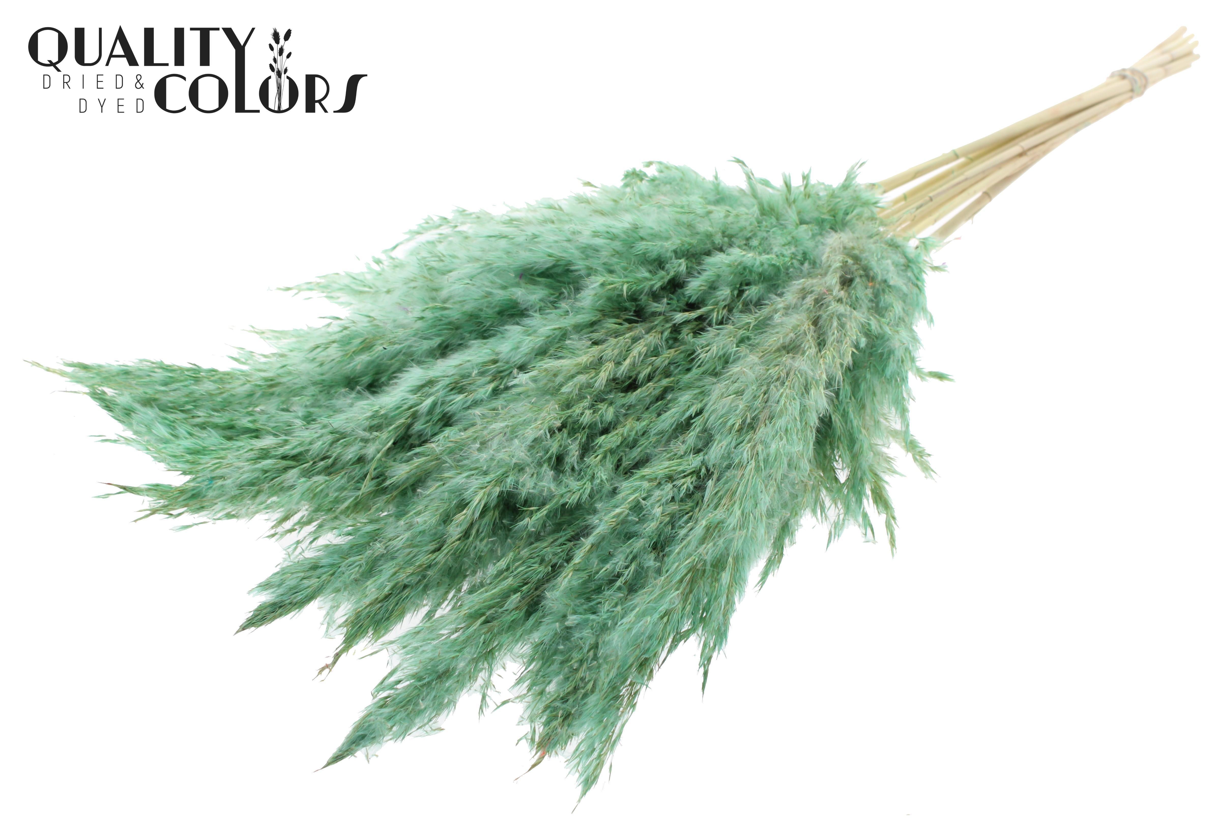 Pampas Grass Frosted Mint Green Per Bunch 70cm