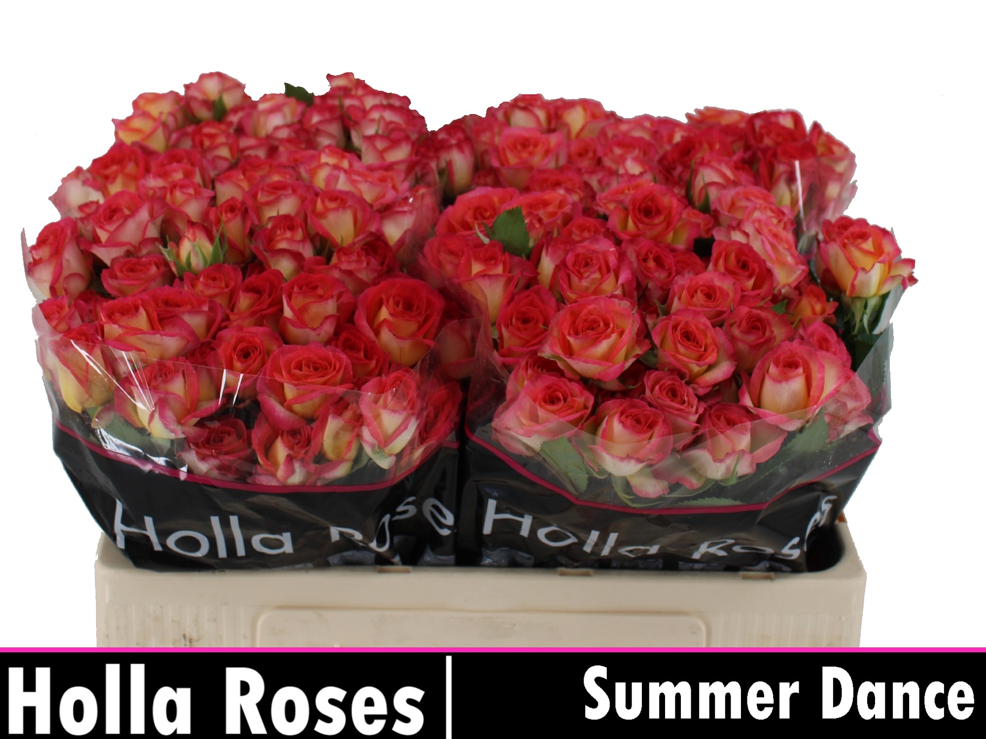 Rosa Spr Summer Dance 50cm