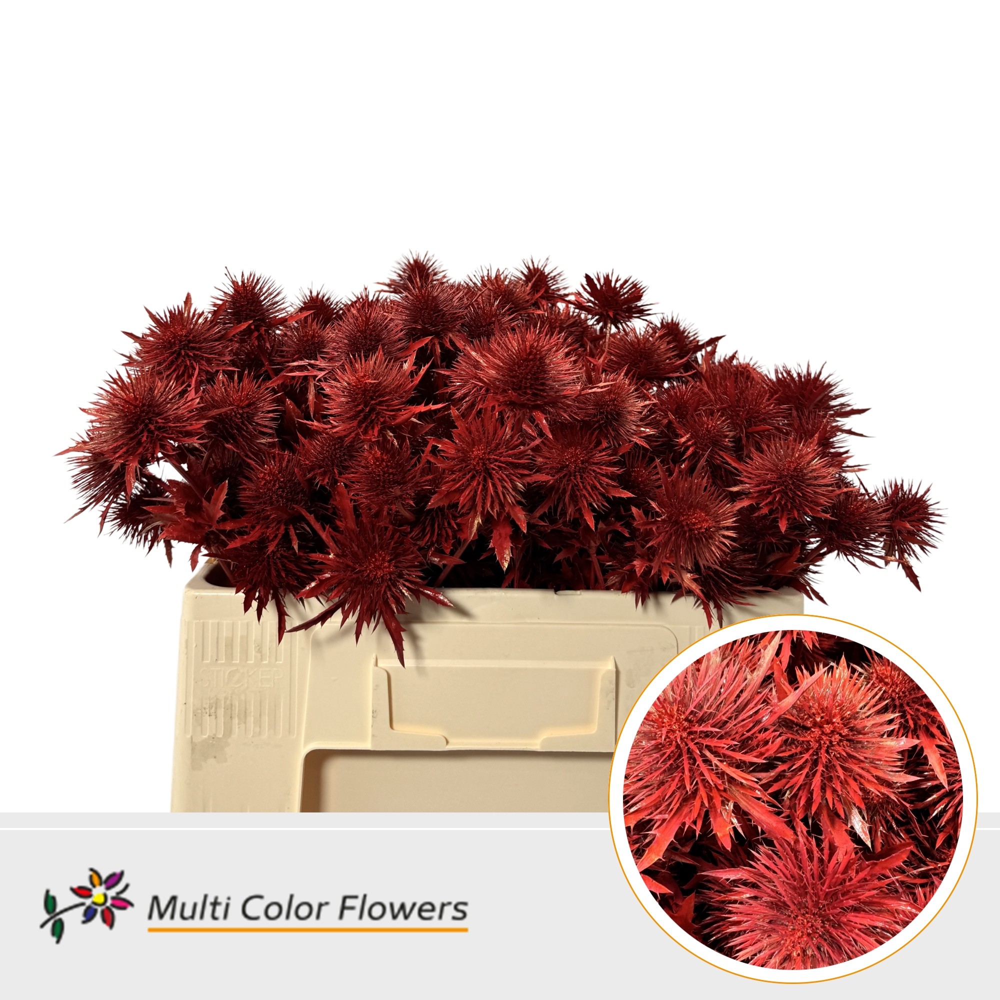 Eryngium Rood