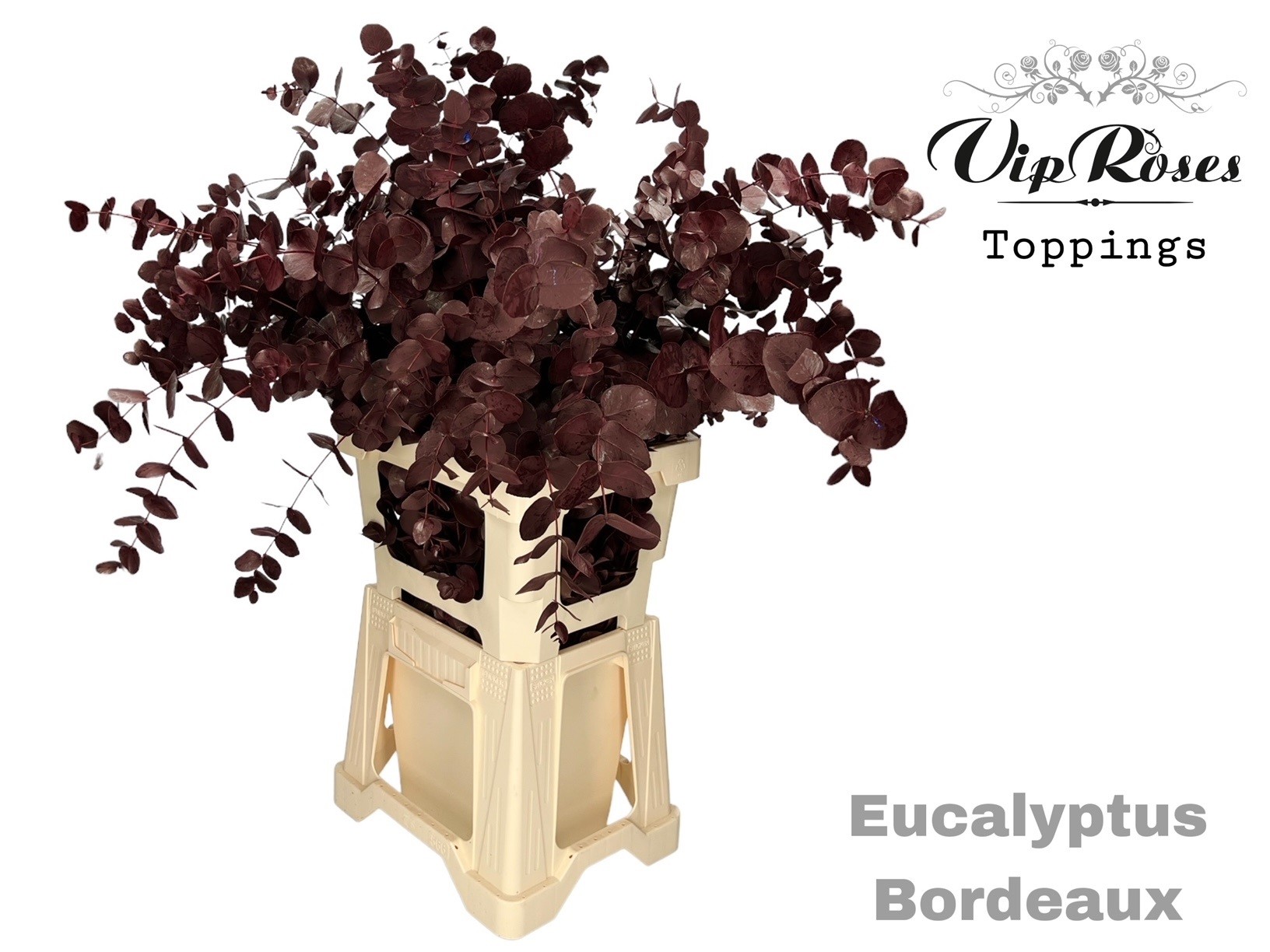 Eucalyptus Cinerea Painted Bordeaux Per Bunch 65cm 300gr.