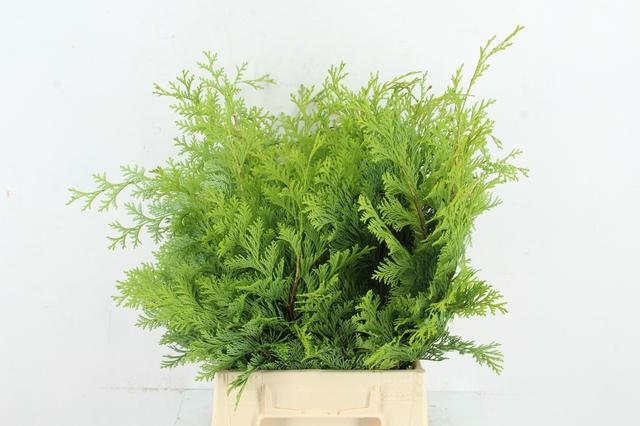 Coniferen Green 55cm