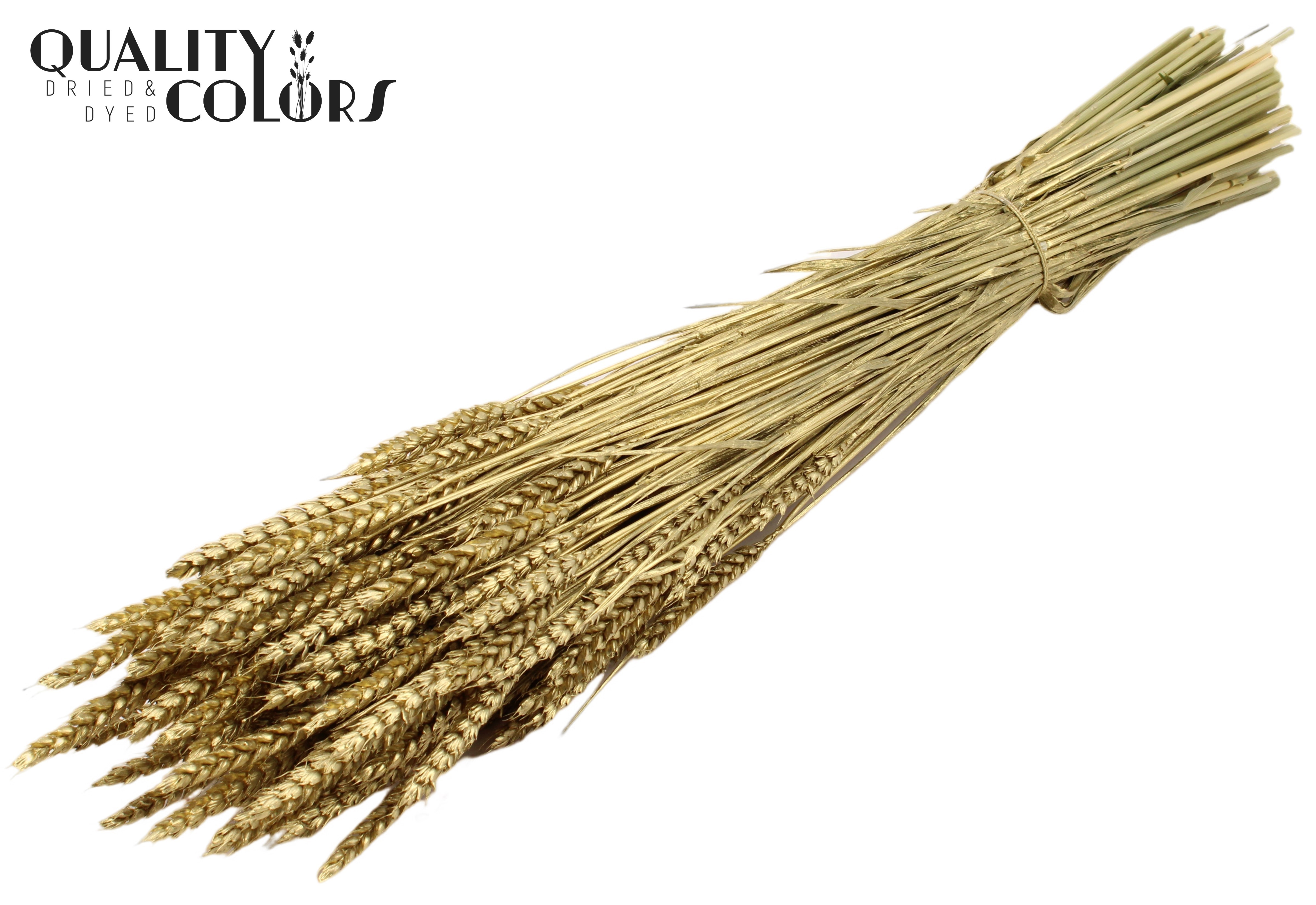 Triticum Gold Per Bunch 60cm
