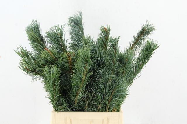 Coniferen Green 50cm