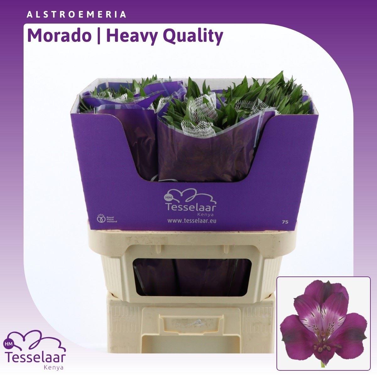 Alstroemeria Morado | Heavy Quality