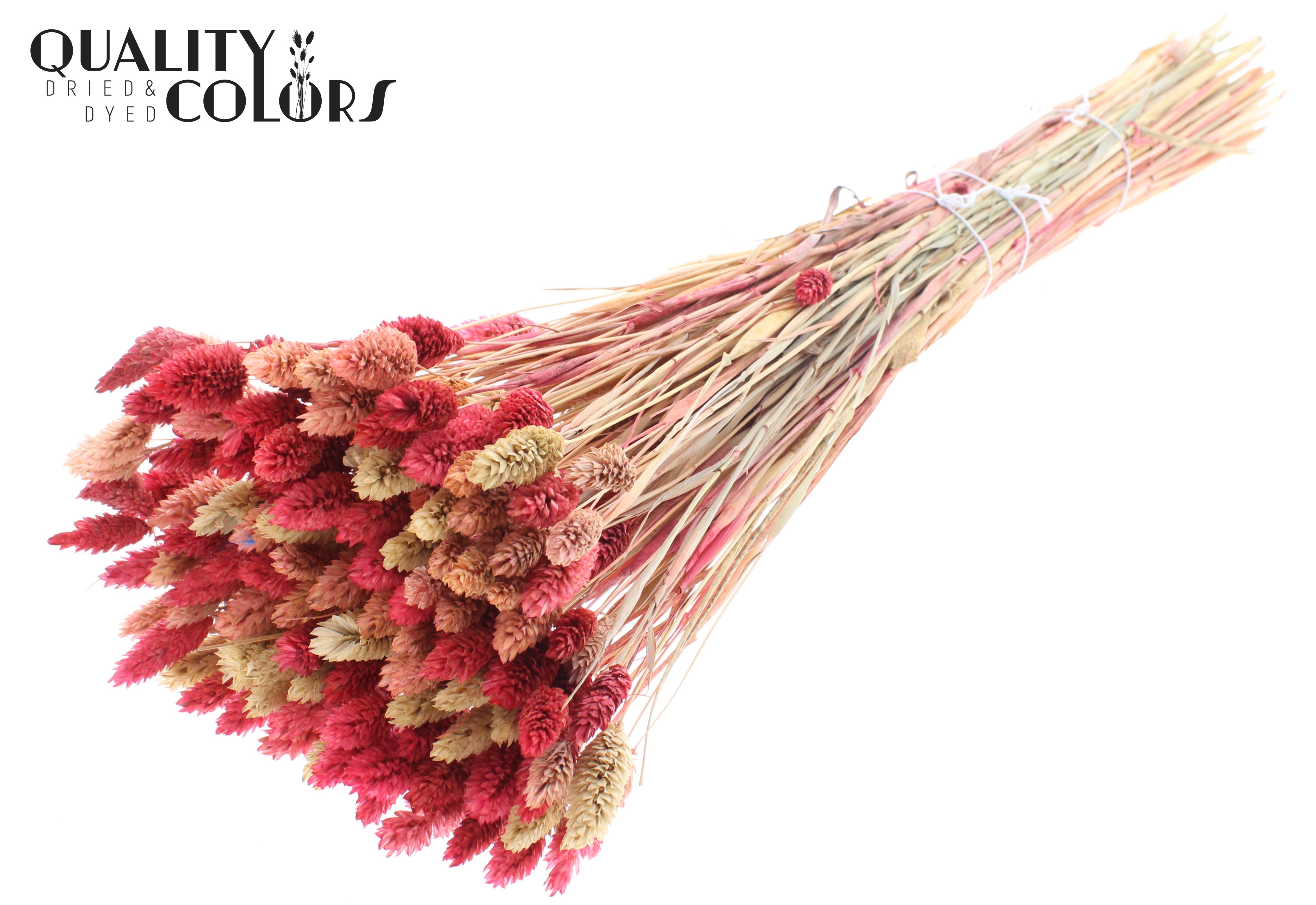 Phalaris Lady Mix Per Bunch 60cm 200gr.
