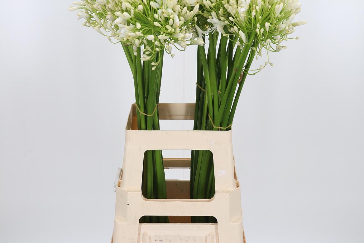 Agapanthus Umbellatus Album