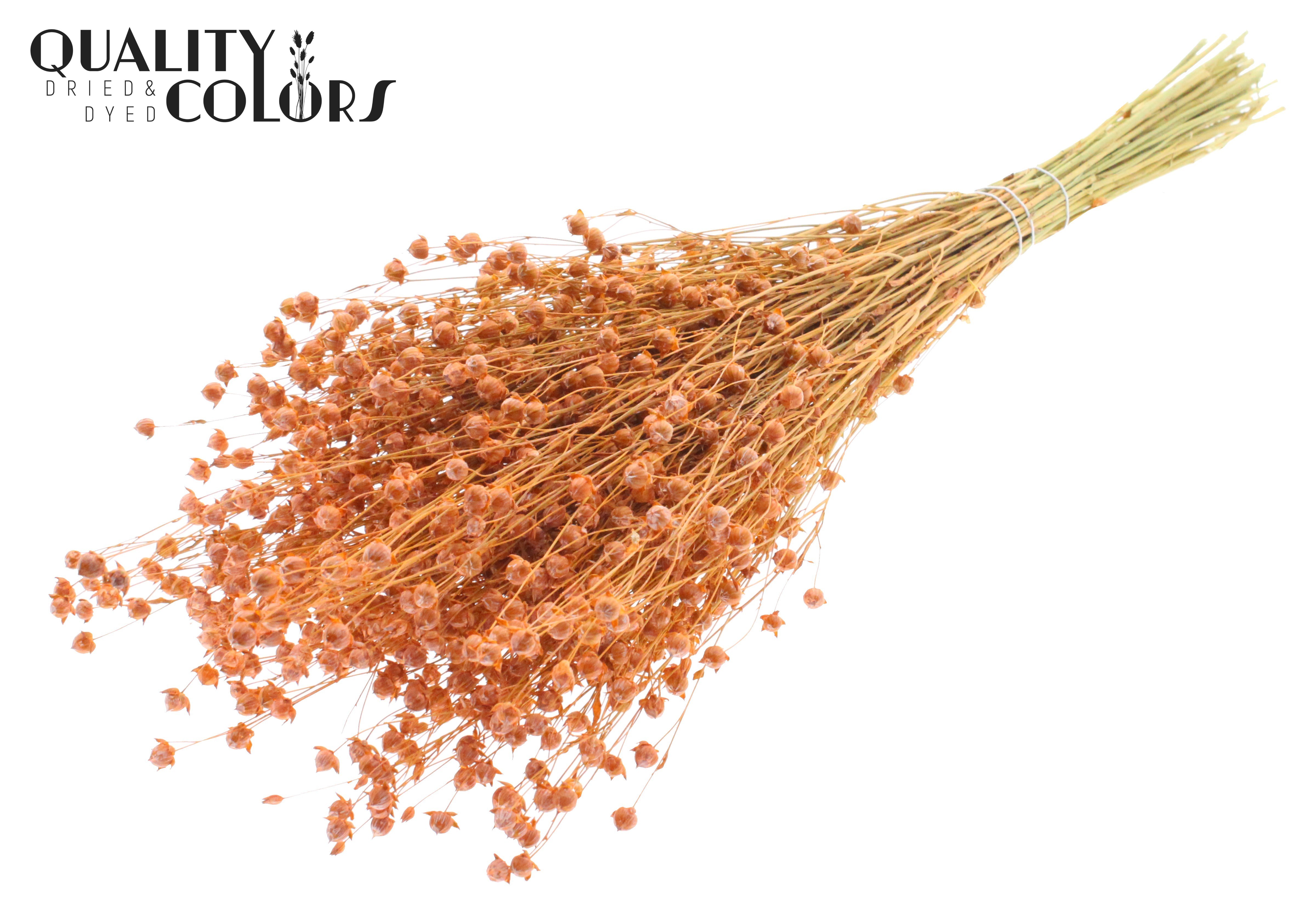 Lino Flax Frosted Salmon Per Bunch 50cm