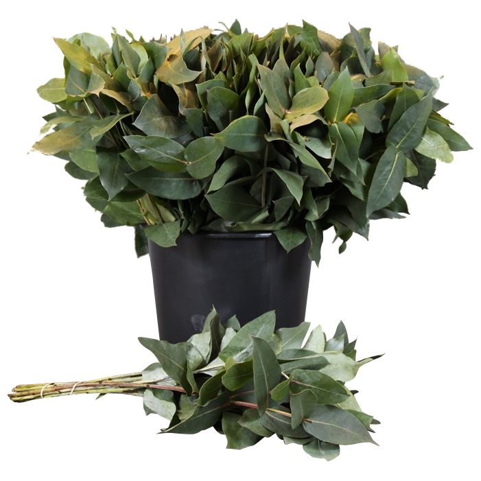 Eucalyptus Bnch Robusta 50cm