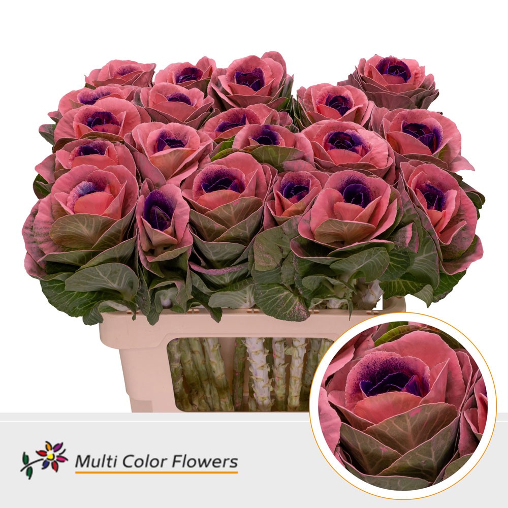 Brassica Rose Hart Lila Donker