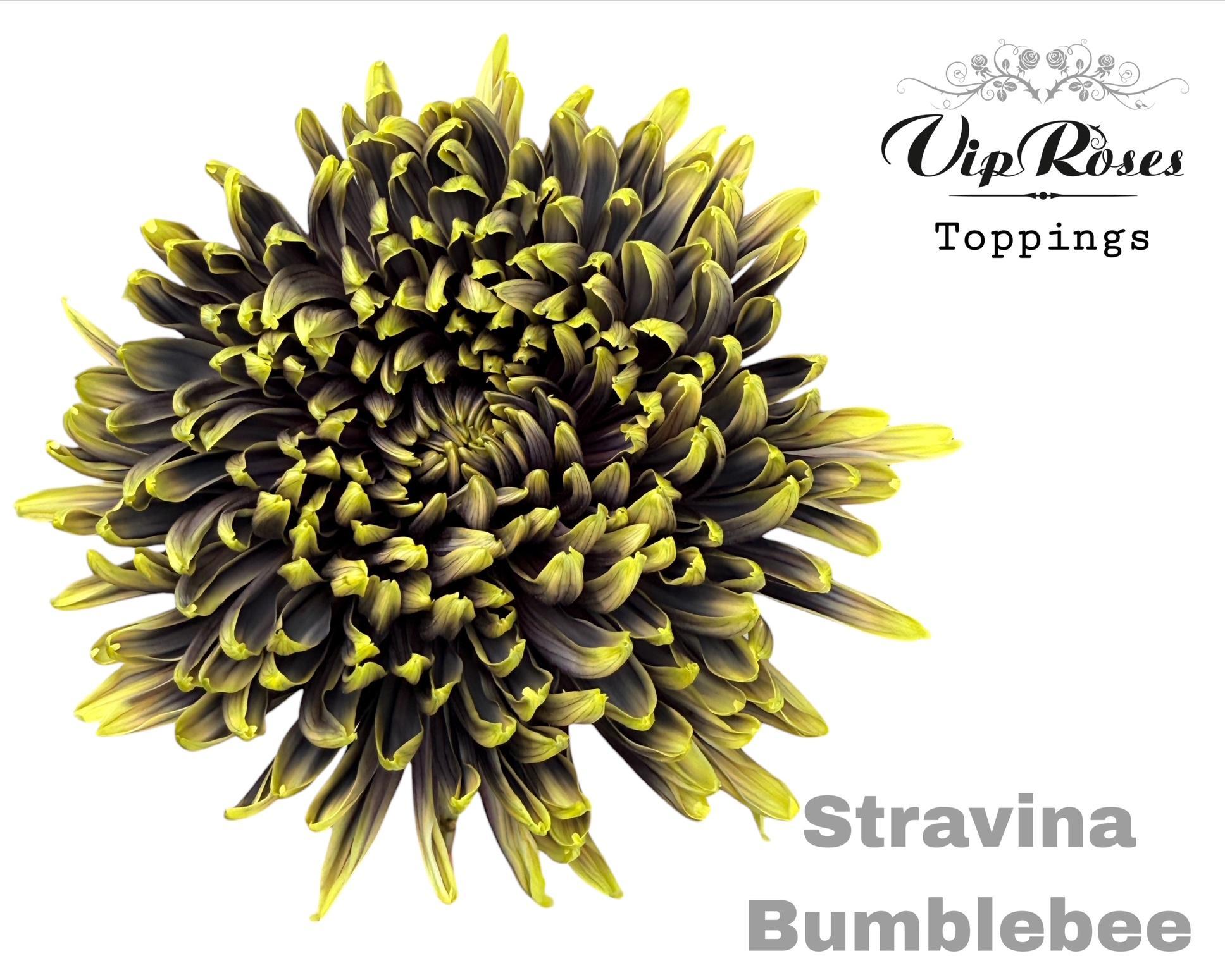 Chr G Stravina Bumblebee 65 cm