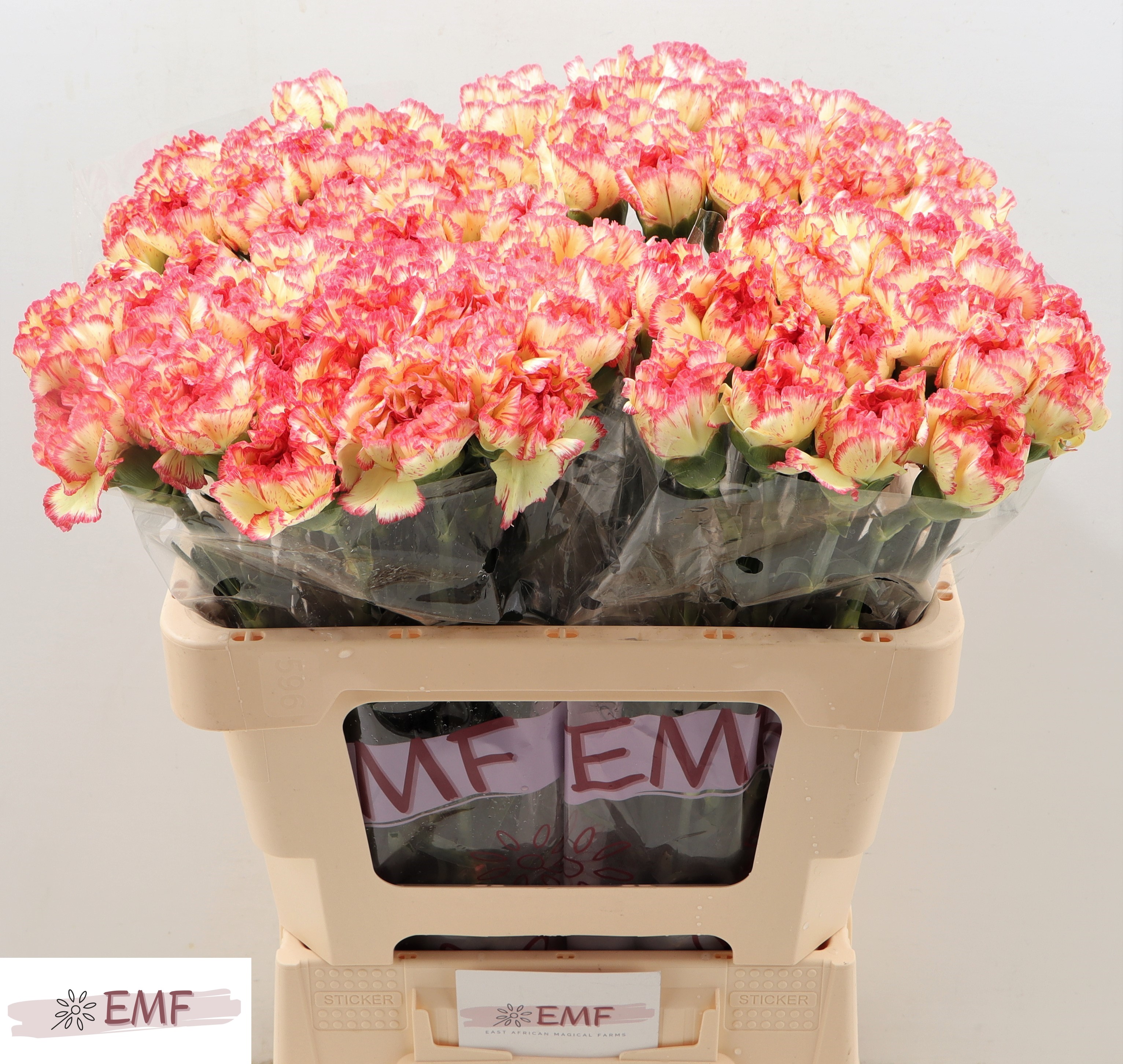 Dianthus Single Lorca 55cm