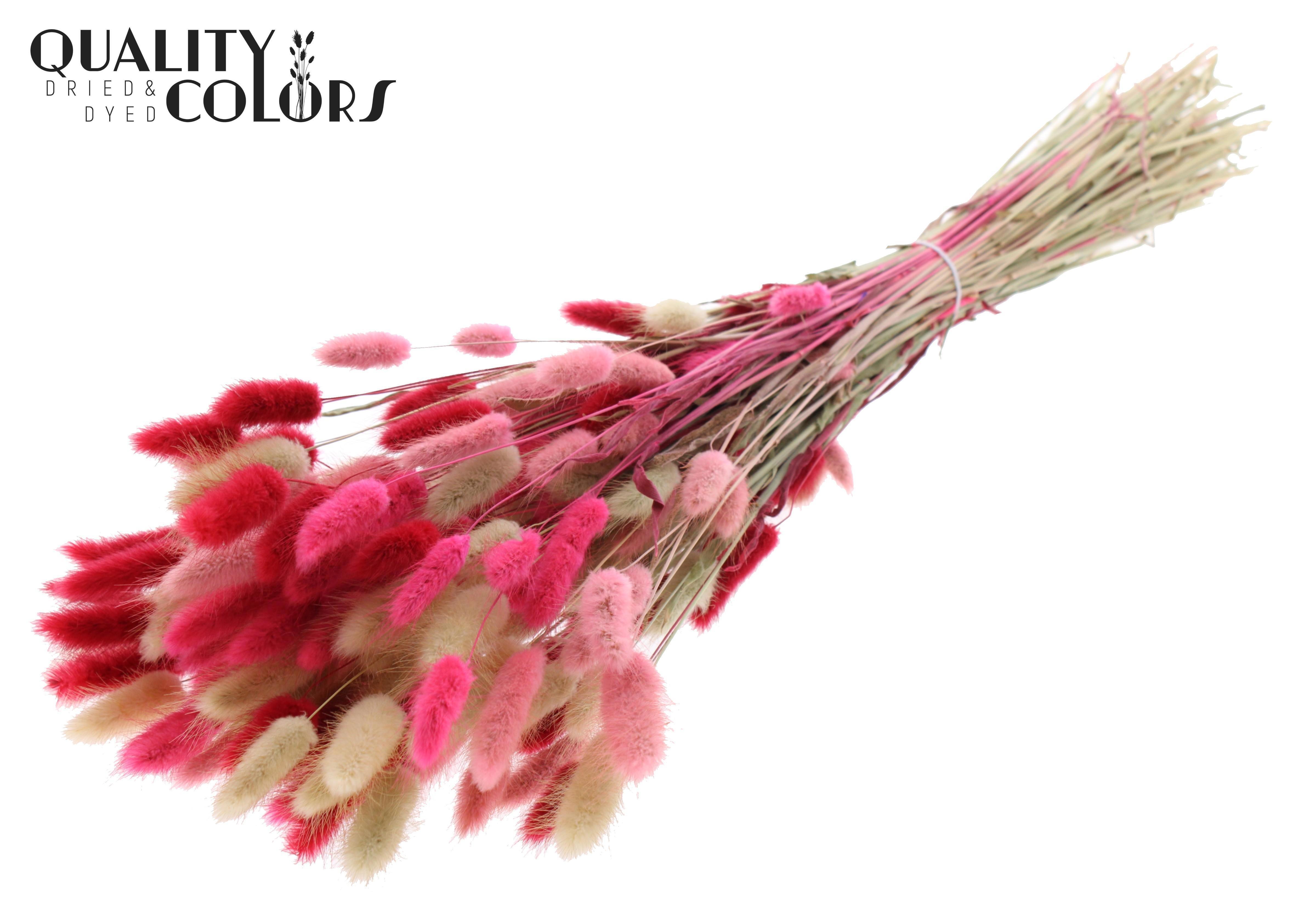 Lagurus Lady Mix Per Bunch 70cm