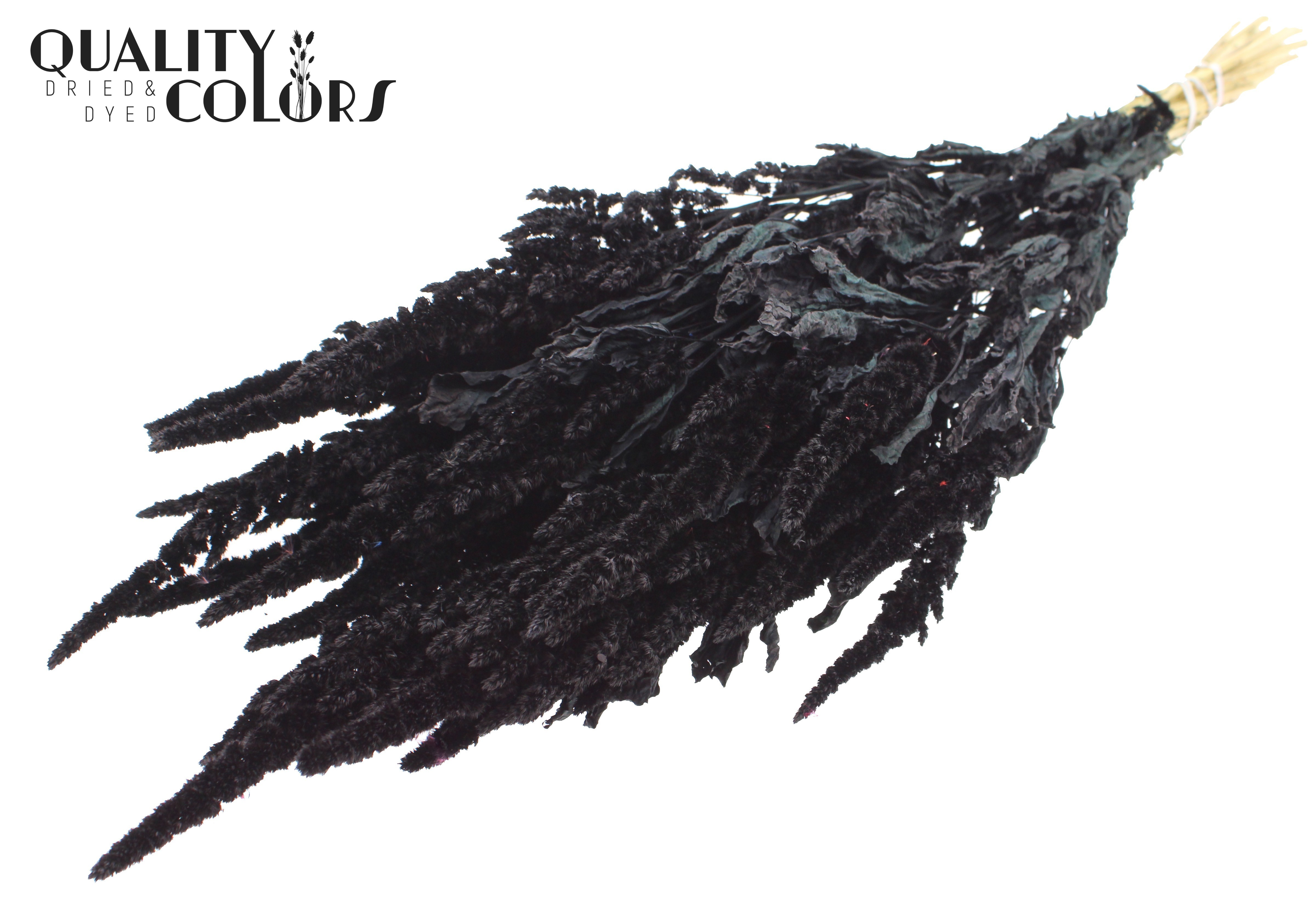 Amaranthus Black Per Bunch 60cm