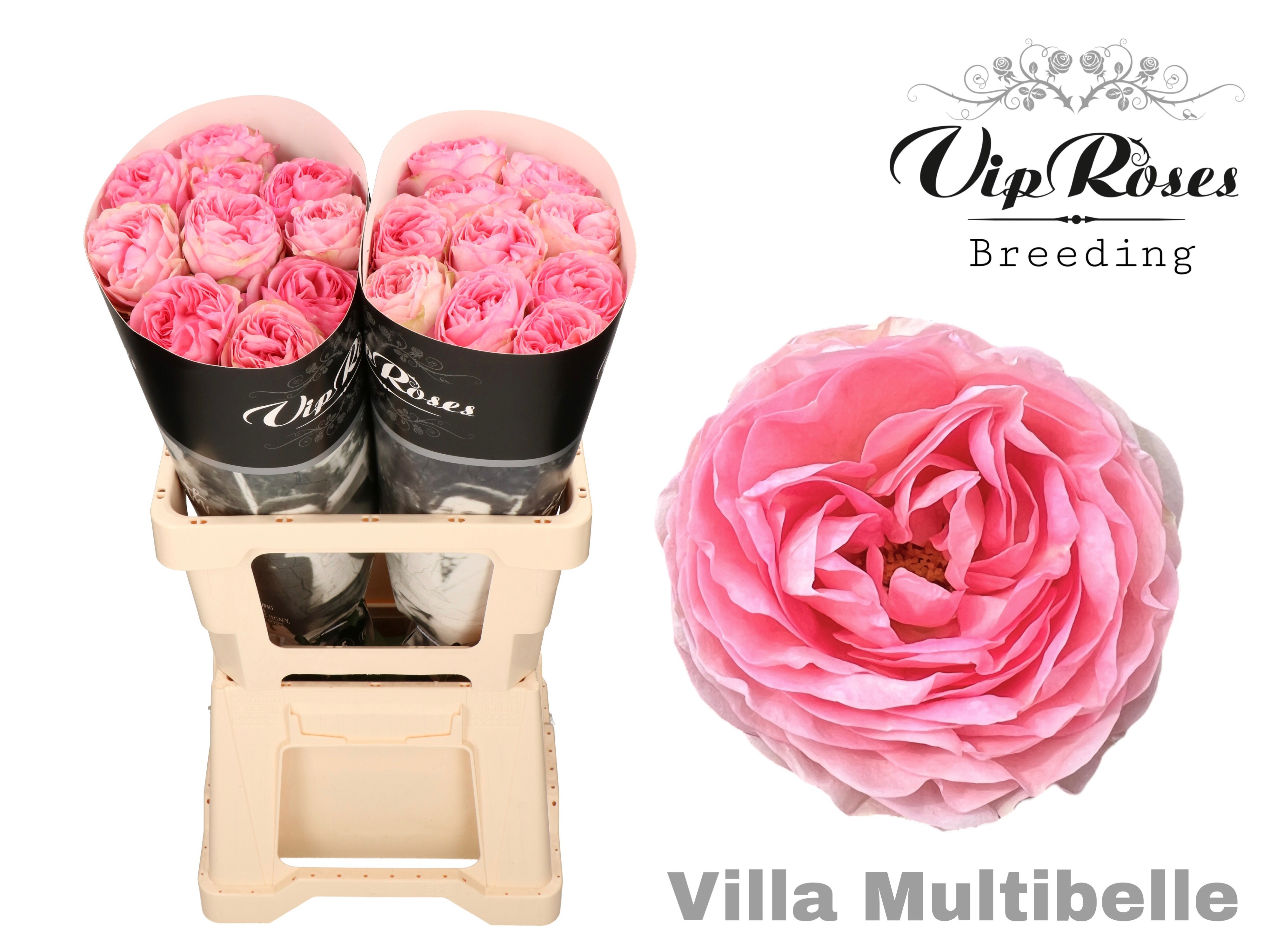 R Gr Villa Multibelle 50 cm