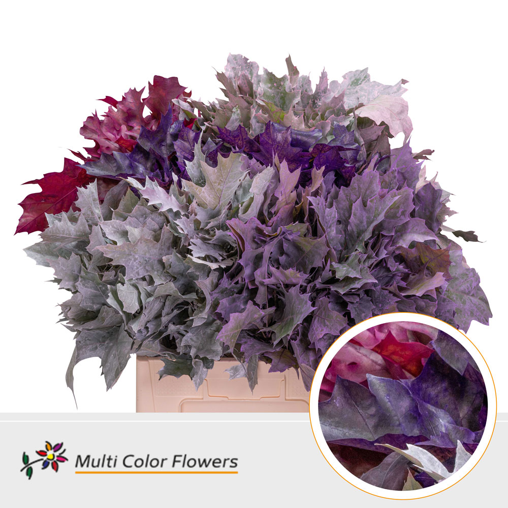 Quercus Rubra Painted Frosted Mix 60cm