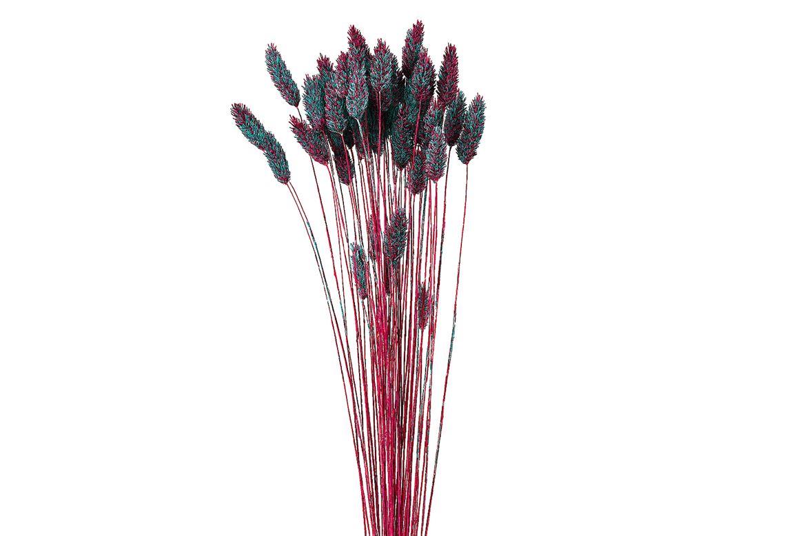 Dried Artz Phalaris Rubens Bunch