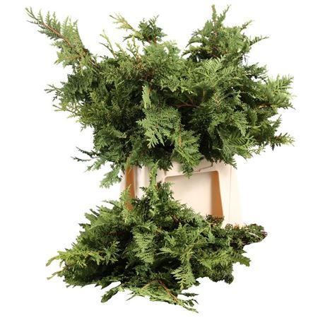 Conif.thuja Occi.spiralis
